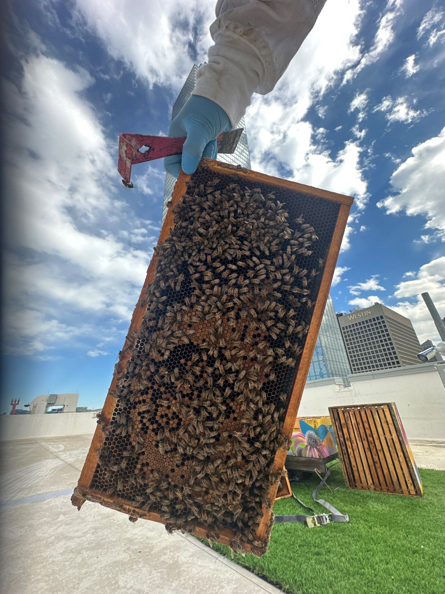 Downtown Dallas by Rockwall Honey Bee Company