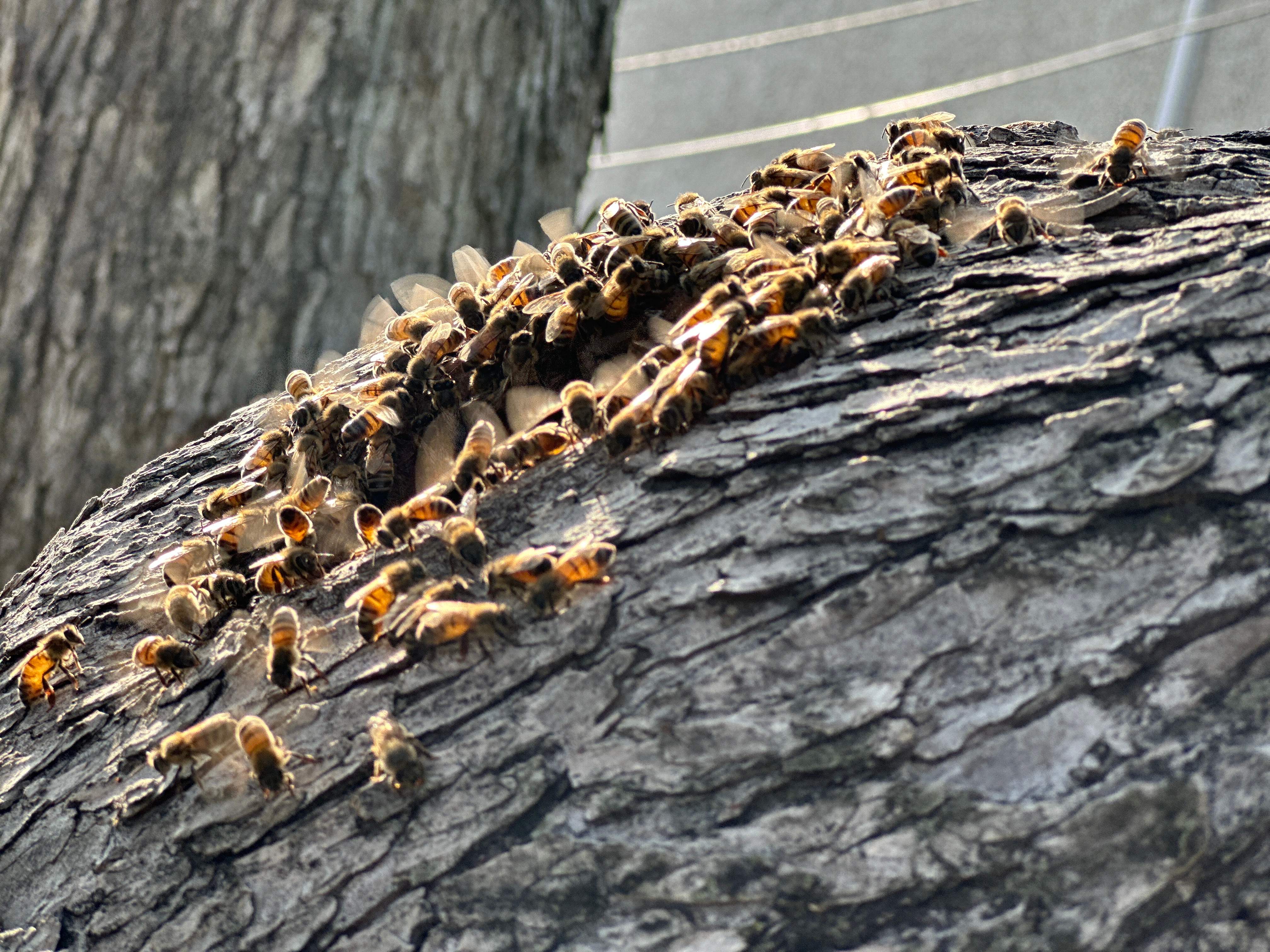 Favorite Tree Job by Rockwall Honey Bee Company