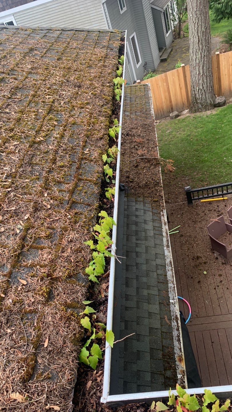 Softwashed in many Years back, and organic regrowth significant by DawnSky LLC