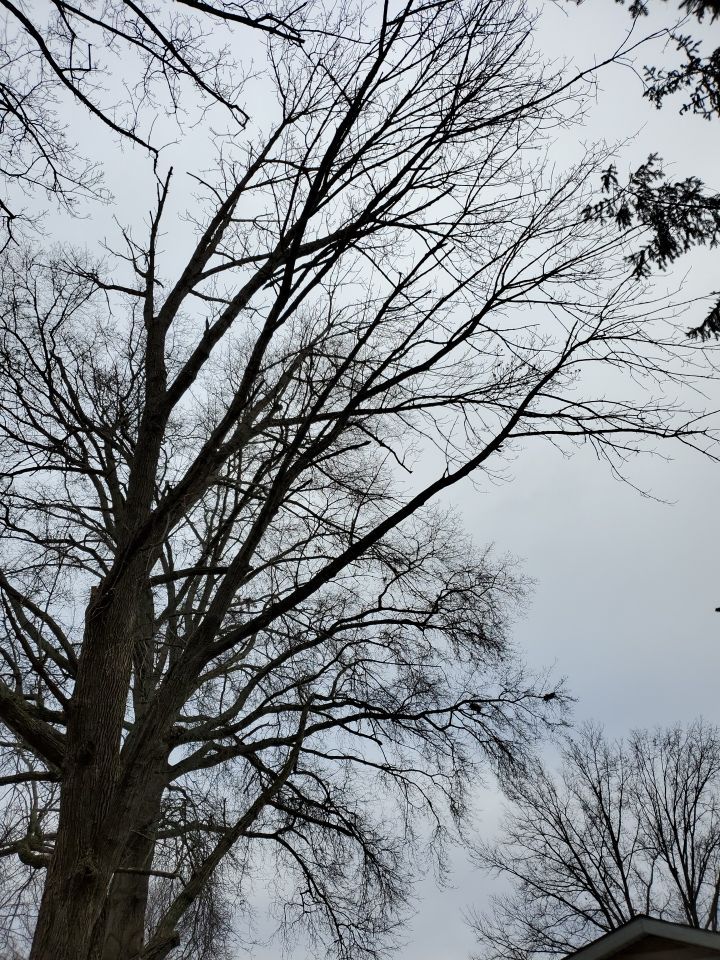 Tree Removal using Tree Removal by Mike Jones & Sons Tree Service LLC 