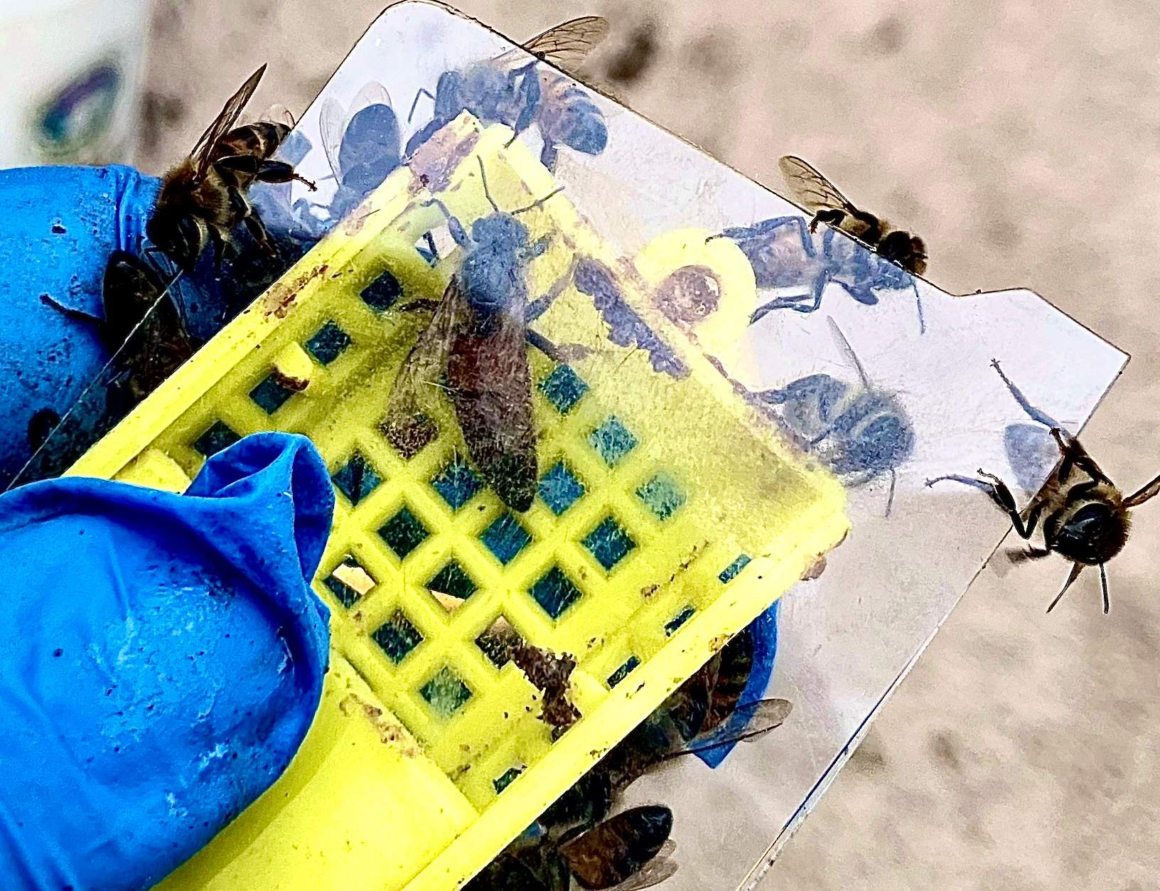 Improper Repair by Rockwall Honey Bee Company