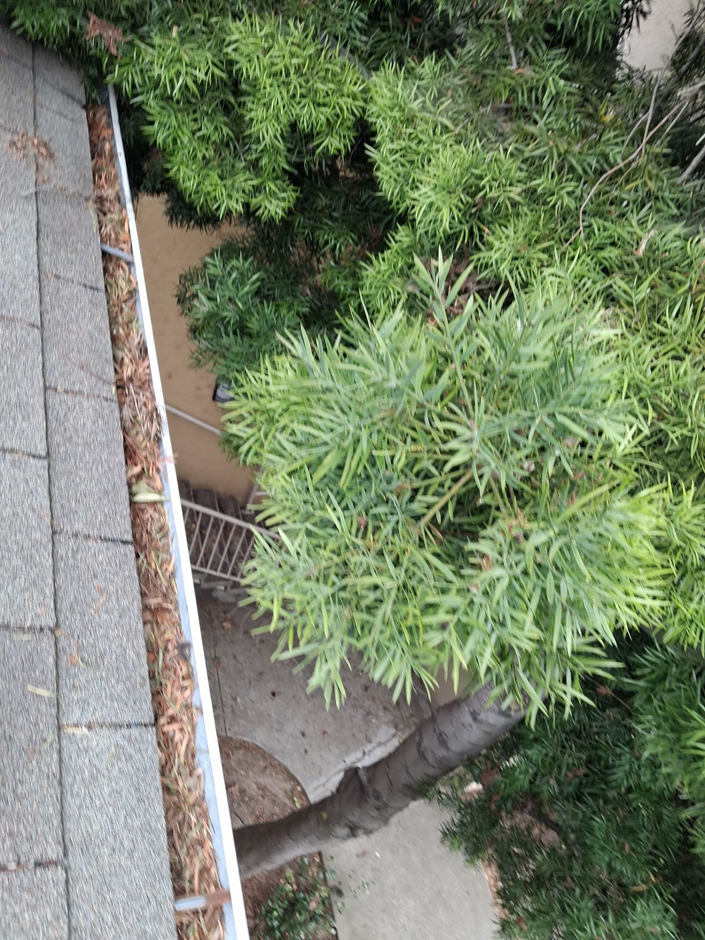 Commercial gutter cleaning Santa Rosa before photo with filled gutters
