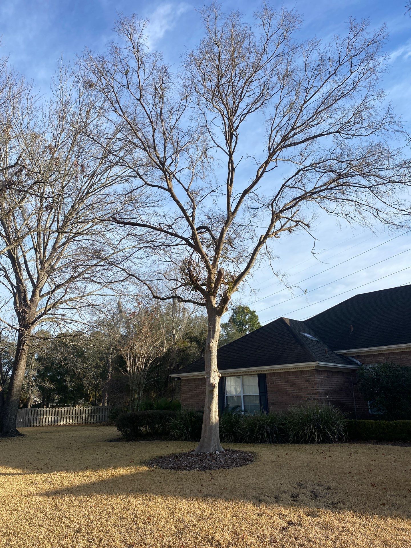 Deerwood Resident | Tree Removal by ProGreen Services