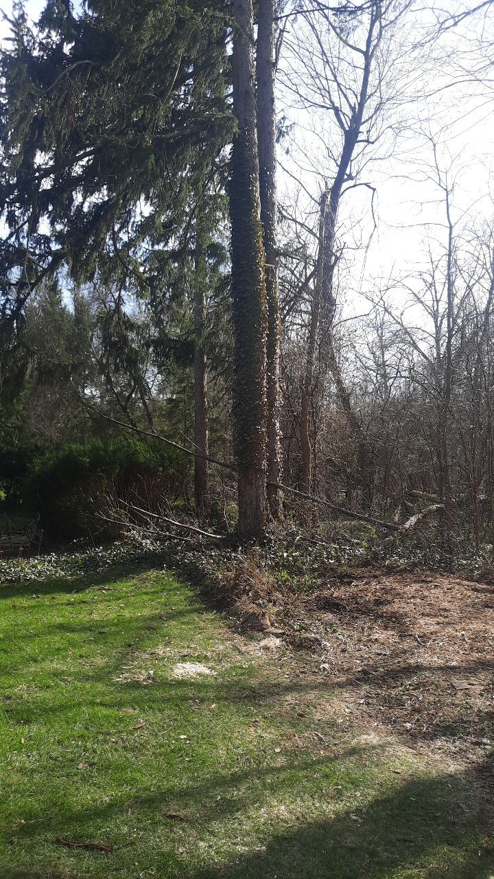 Tree Removal using Tree Removal by Mike Jones & Sons Tree Service LLC 