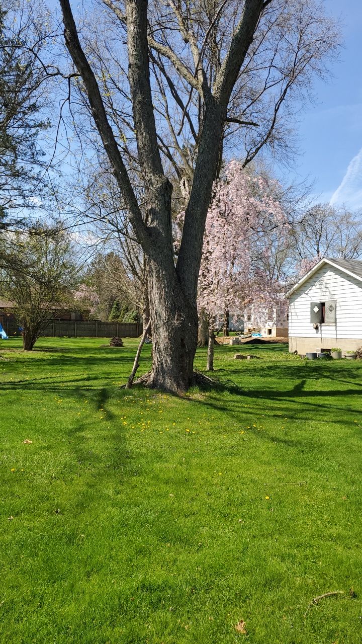 Tree Removal using Tree Removal by Mike Jones & Sons Tree Service LLC 