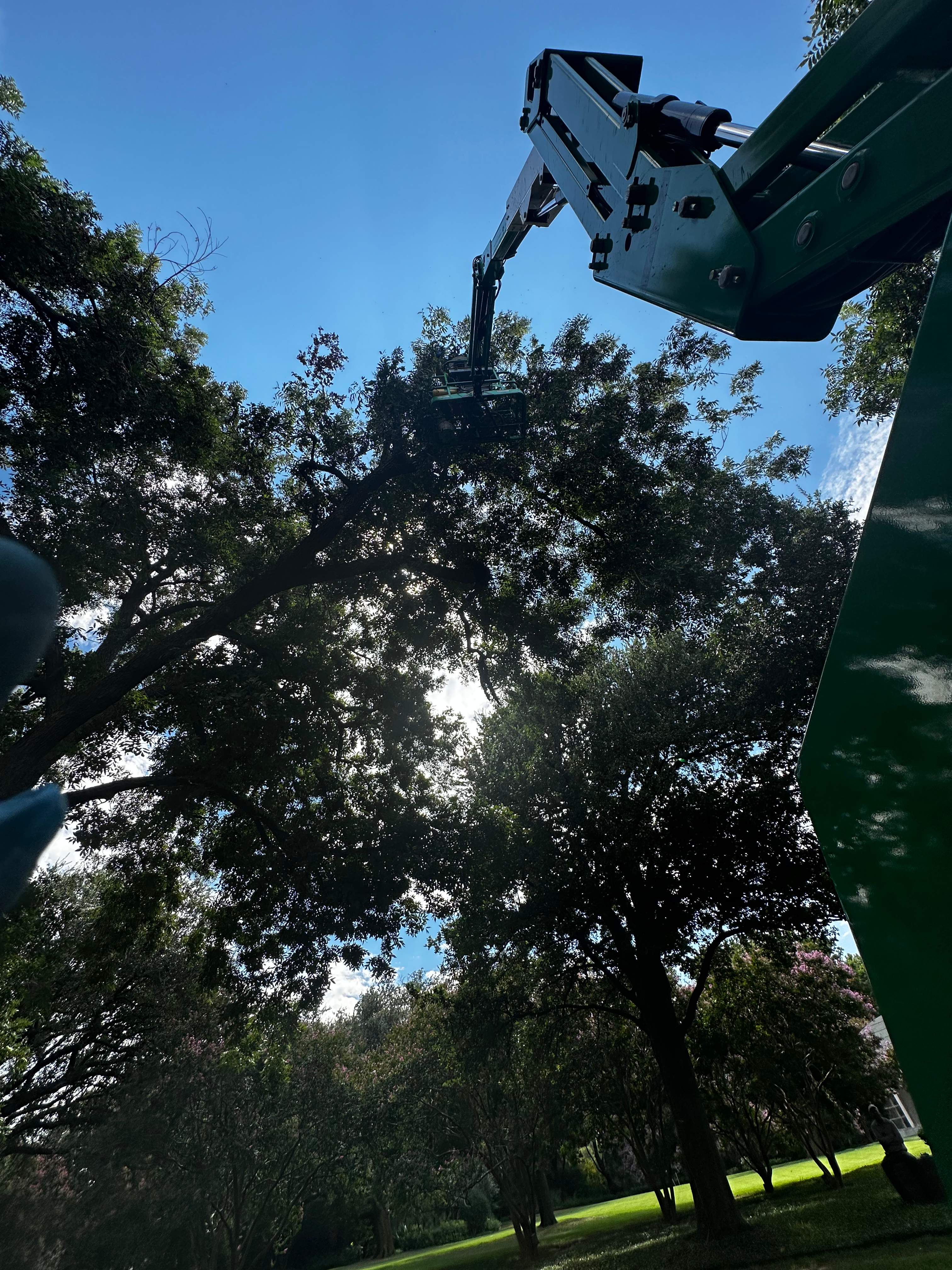 Open-Air Massive Colony by Rockwall Honey Bee Company