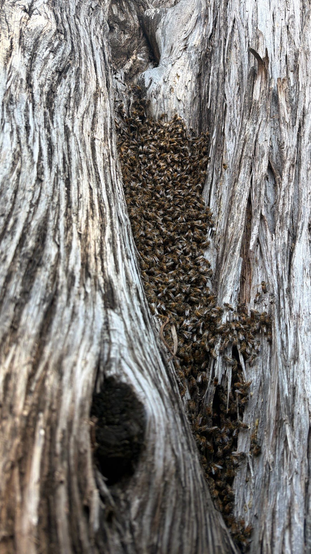 Cavern-Crack Tree Bees by Rockwall Honey Bee Company
