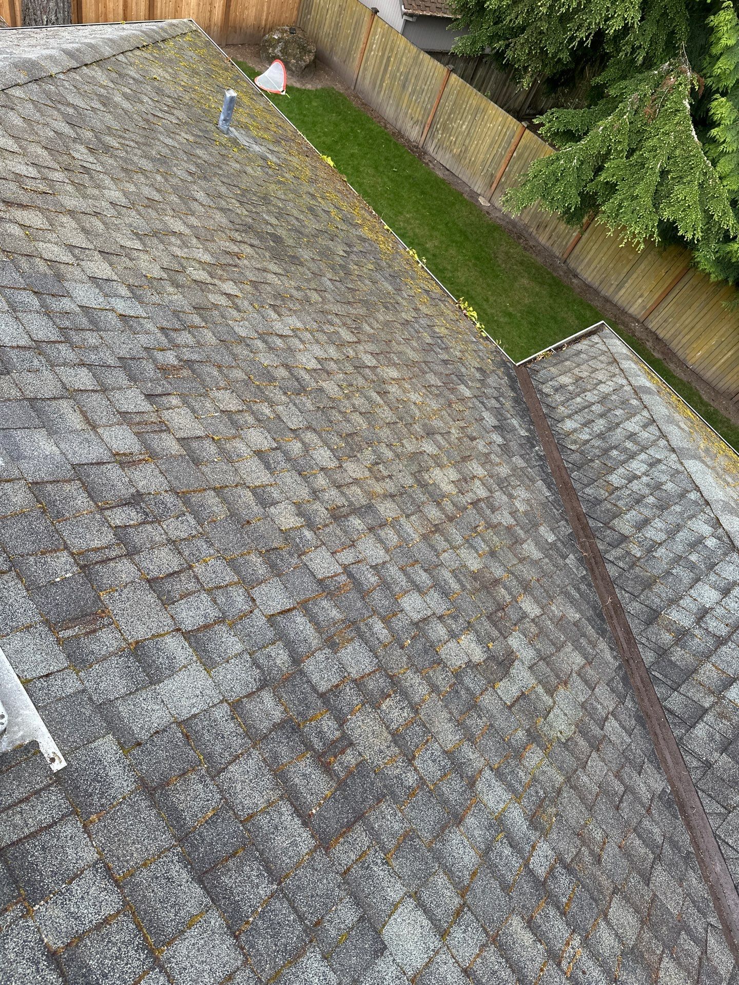 Softwashed in many Years back, and organic regrowth significant by DawnSky LLC