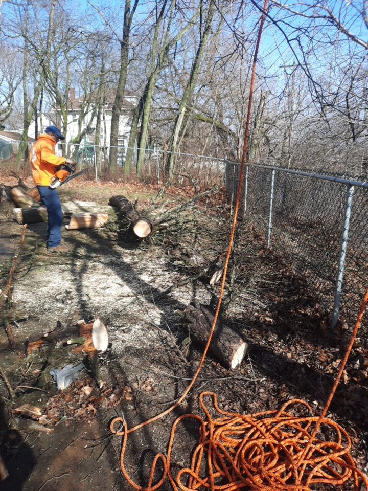 Tree Removal using Tree Removal by Mike Jones & Sons Tree Service LLC 