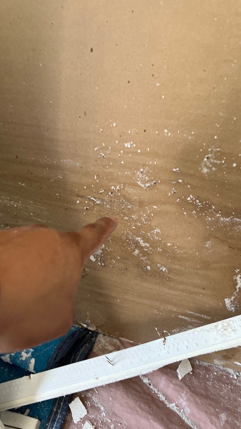 Mold Damage Restoration In Osprey by Ampm Restoration Services