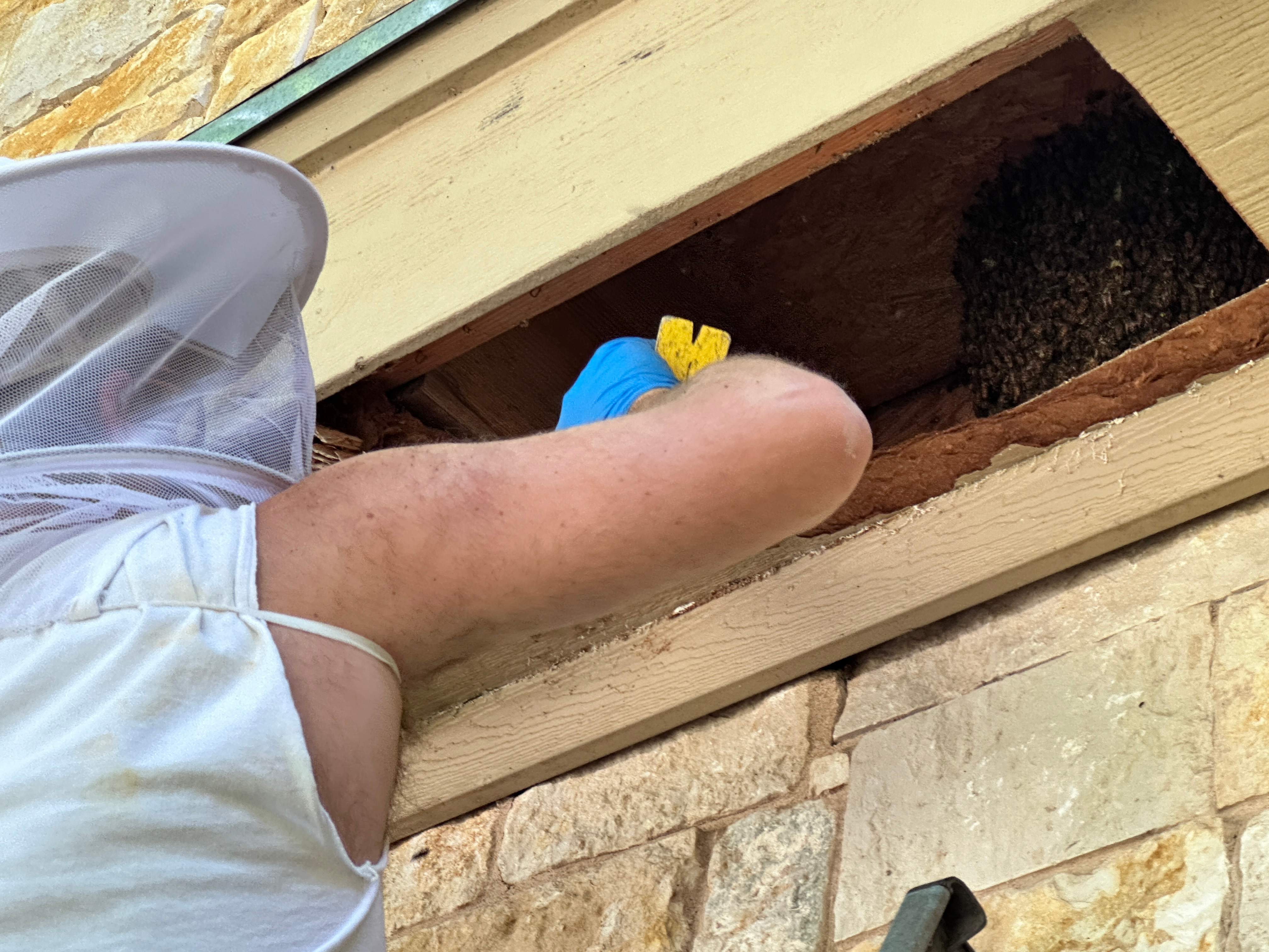 Neighborhood Swarm by Rockwall Honey Bee Company