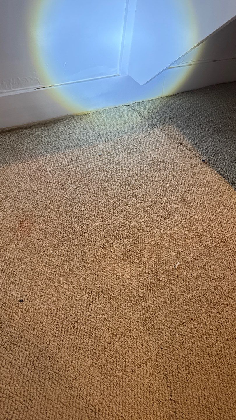 Mold Project in Englewood by Accountable Home Services
