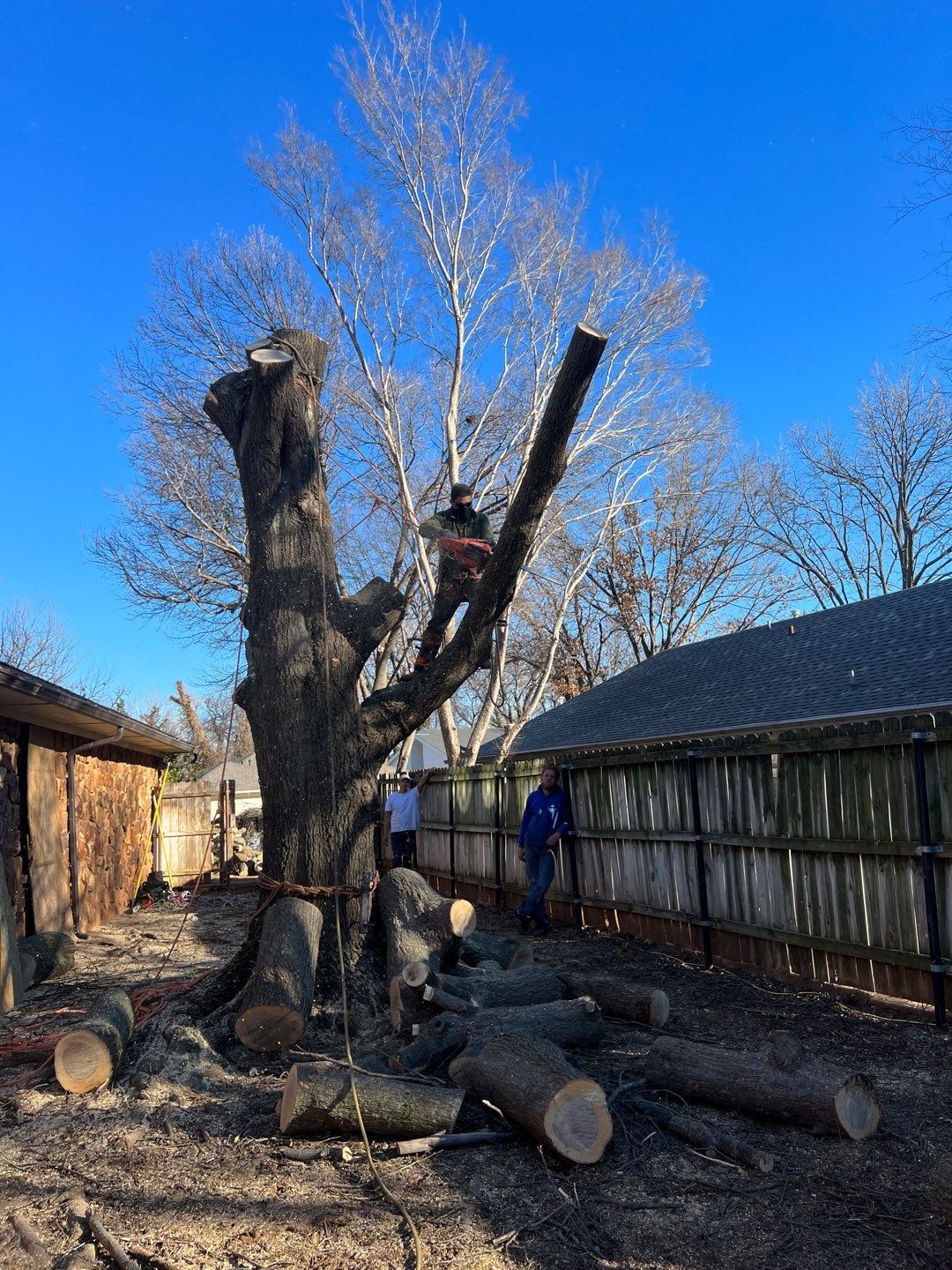 Large Oak Removal by Clays Services Inc