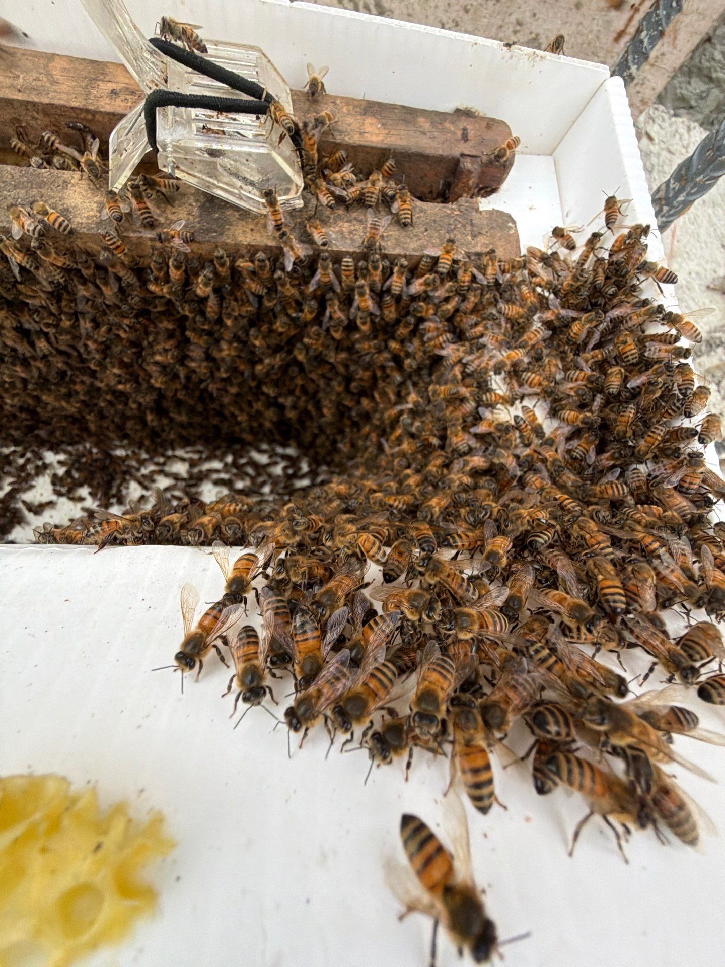 Rockwall Swarm: Downtown Construction Site by Rockwall Honey Bee Company