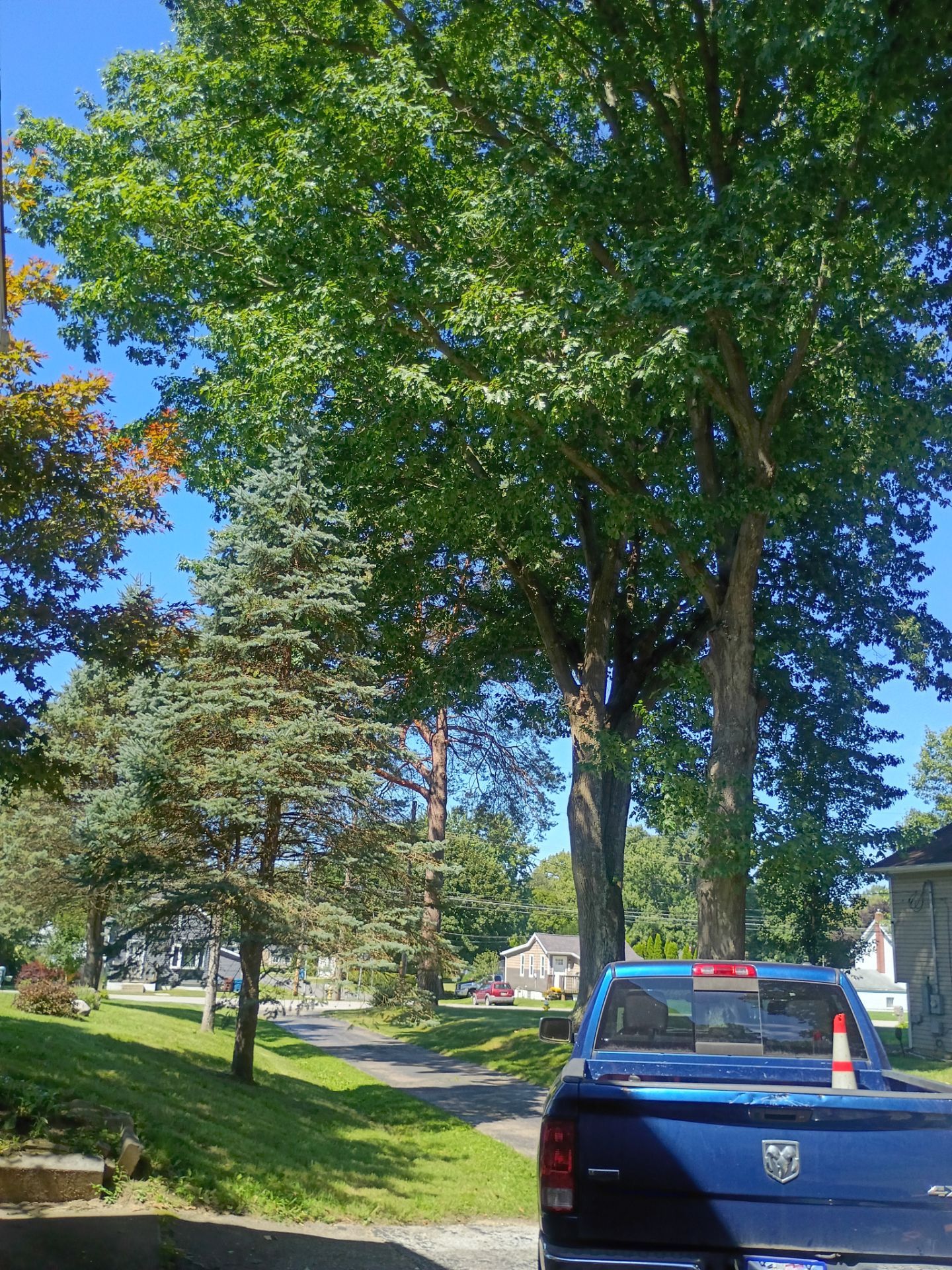 Tree Trimming & Tree Removal in Akron Ohio by Mike Jones & Sons Tree Service LLC 