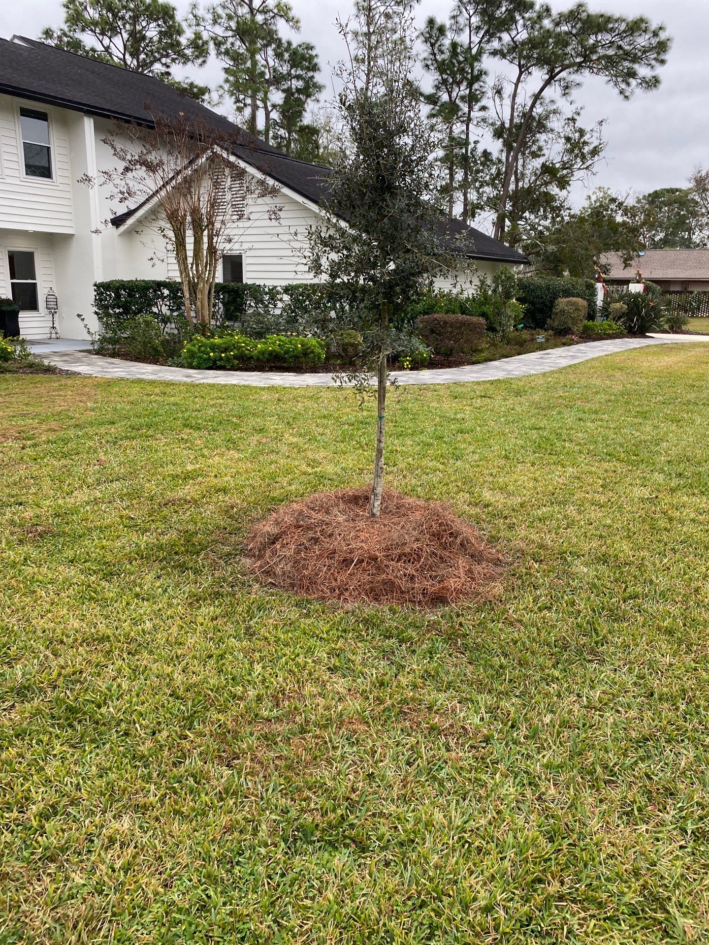 Deerwood | Live Oak Planting Project  by ProGreen Services