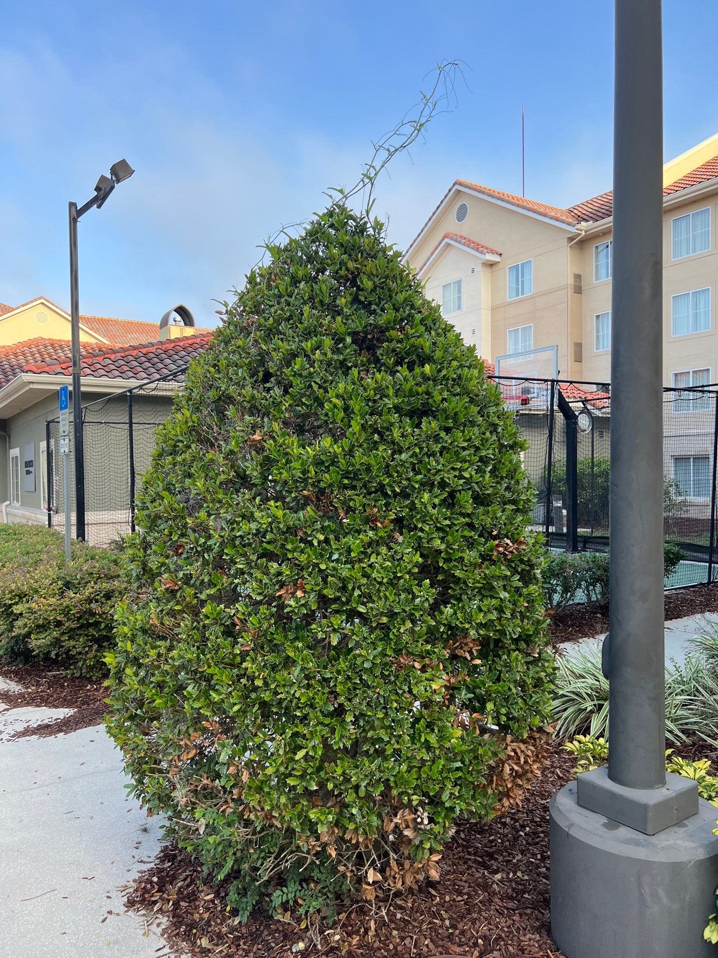 Homewood Suites | Tree Service by ProGreen Services