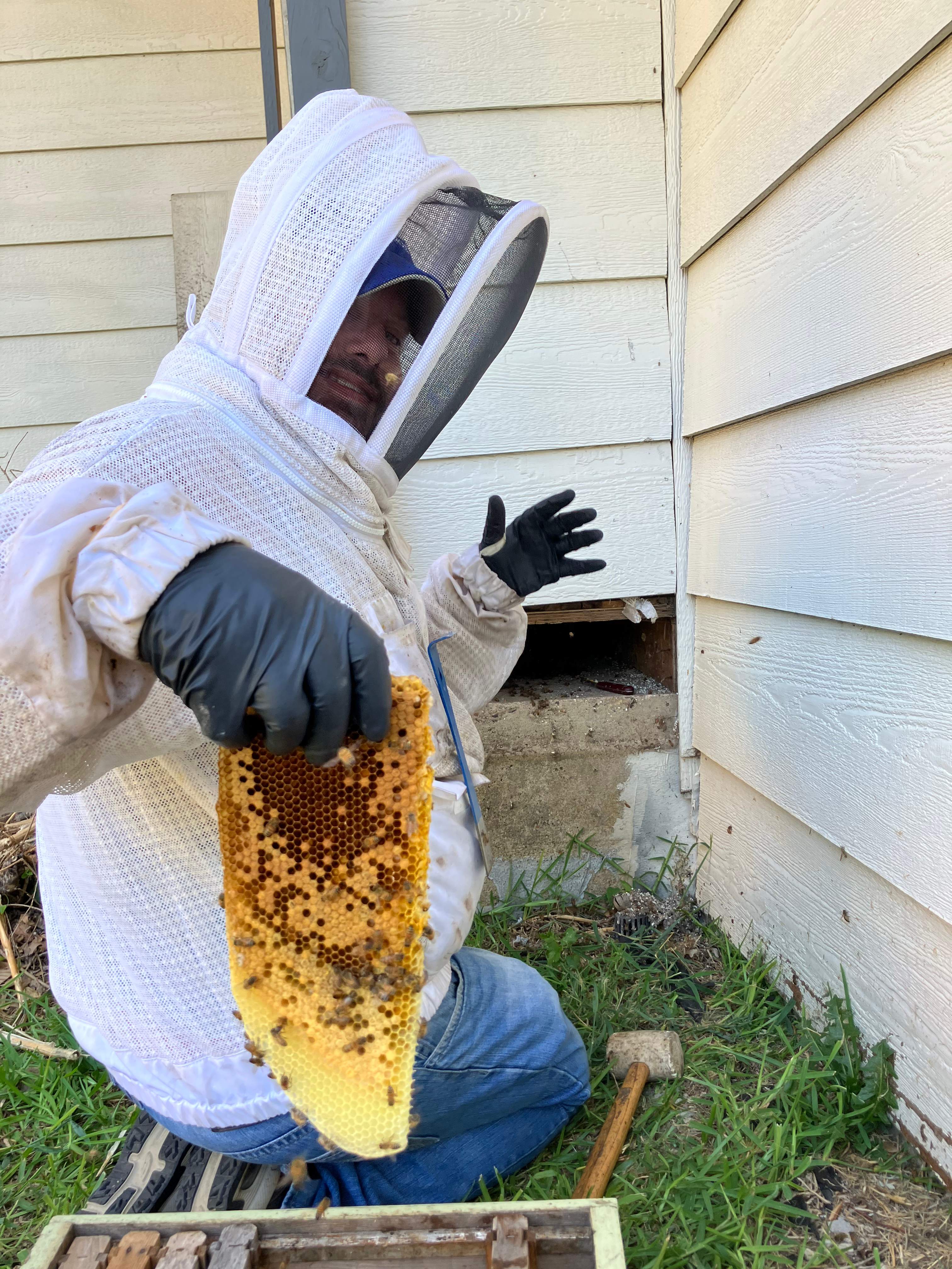 Bees Handled by Rockwall Honey Bee Company