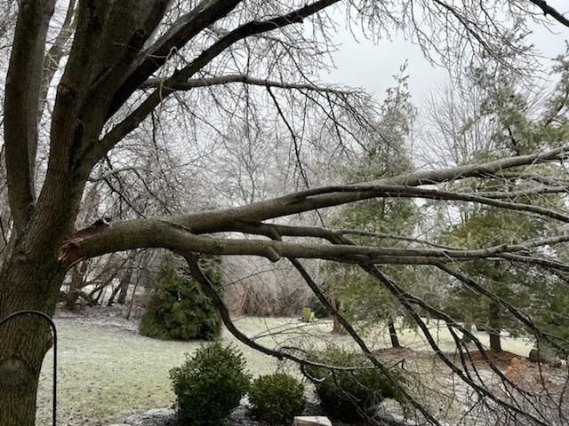 Tree Removal using Tree Removal by Mike Jones & Sons Tree Service LLC 