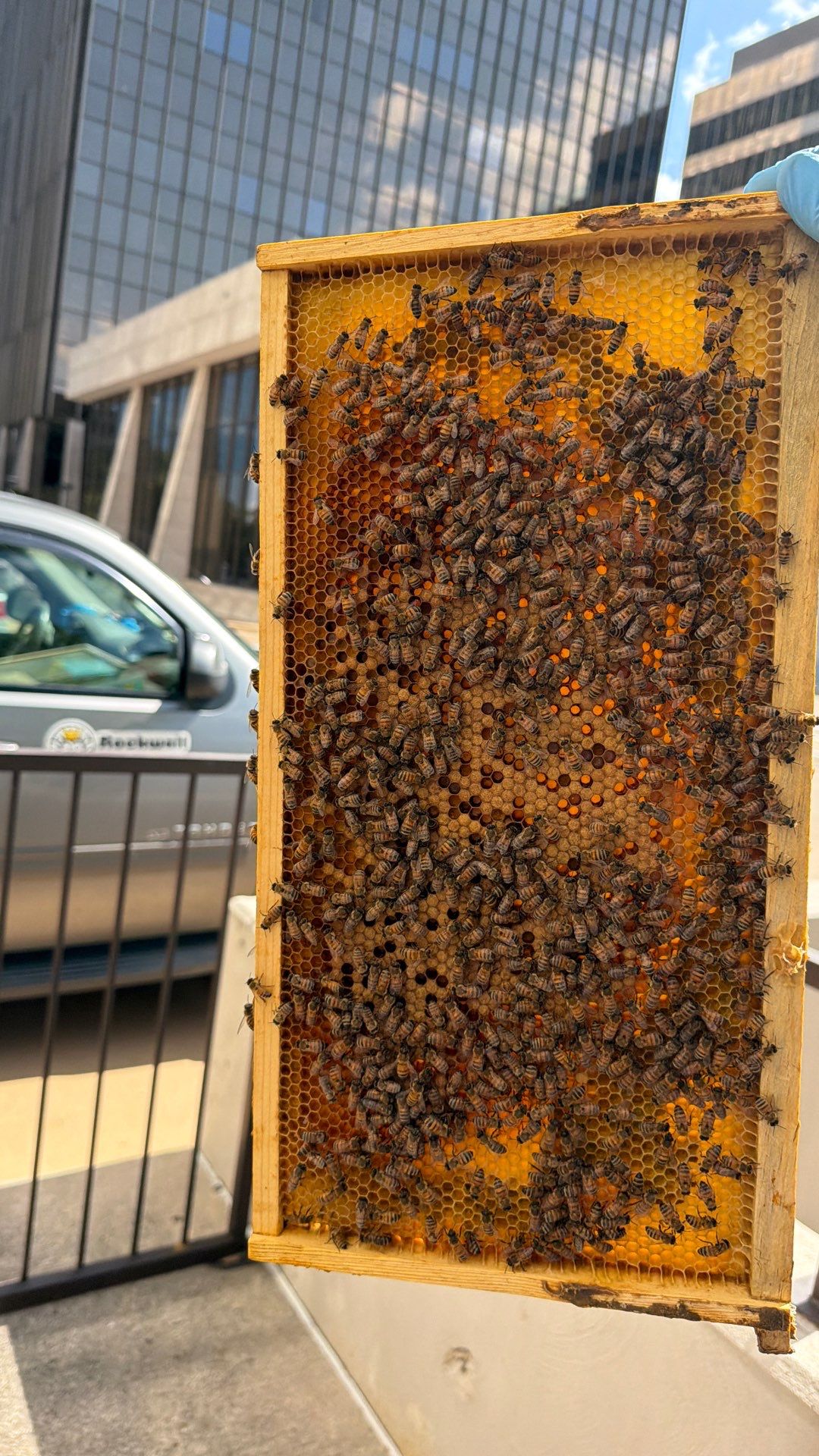 Happy Parking Lot Bee Hive by Rockwall Honey Bee Company