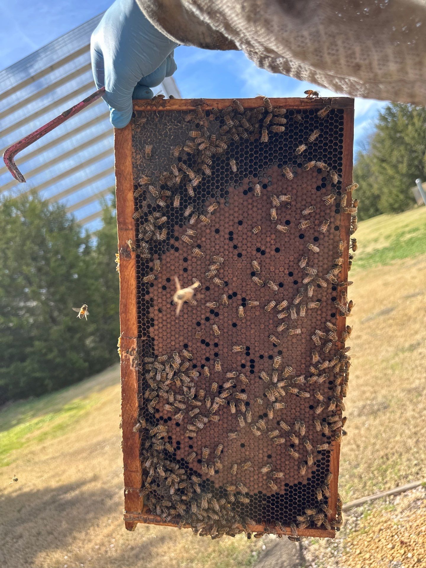 Urban Bees in Richardson by Rockwall Honey Bee Company