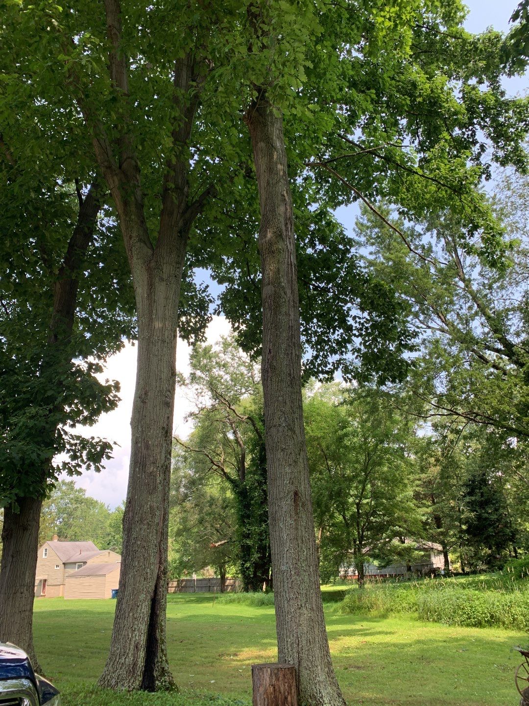 Tree Trimming by Mike Jones & Sons Tree Service LLC 