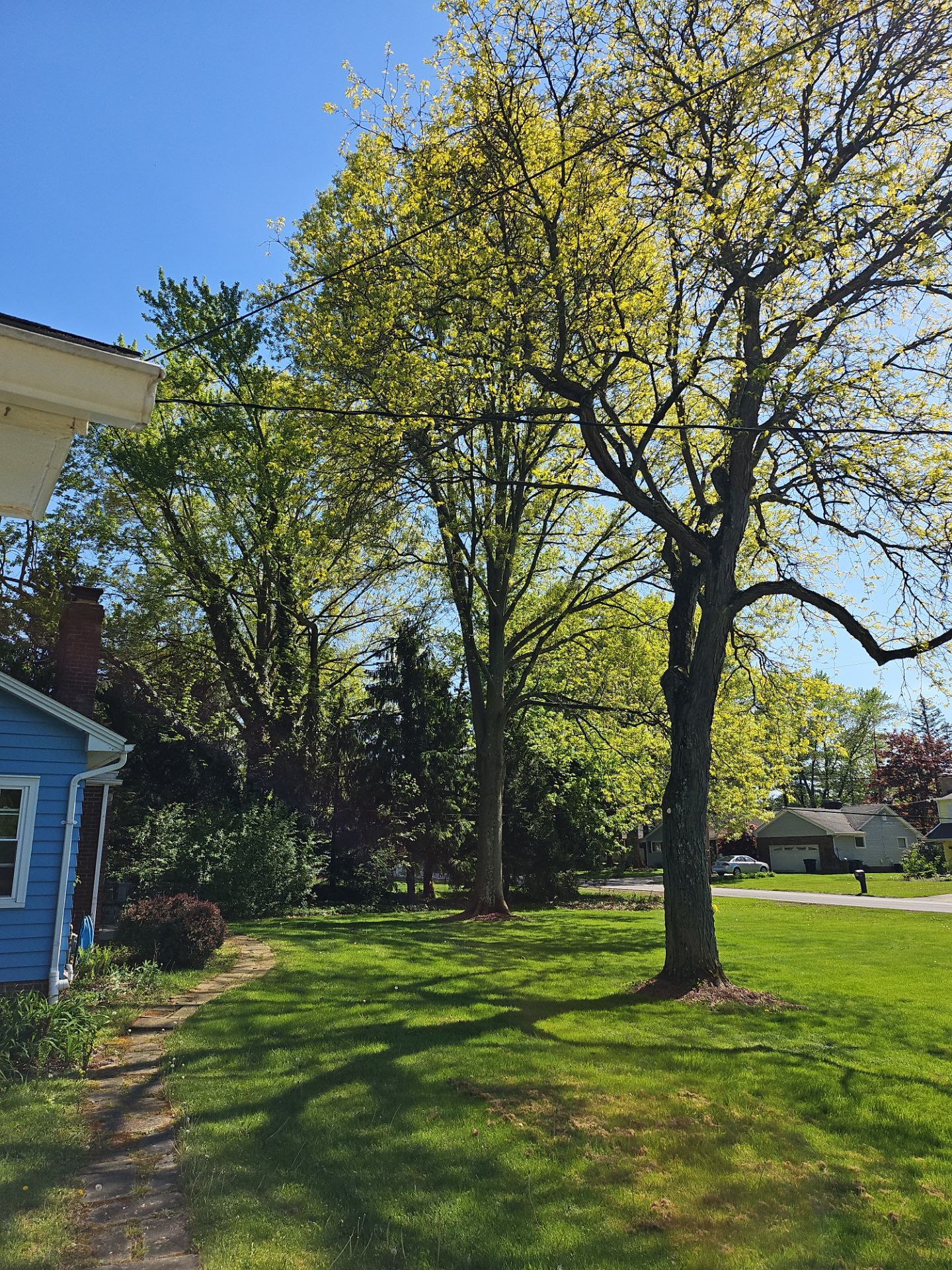 Tree Trimming using Tree Pruing by Mike Jones & Sons Tree Service LLC 