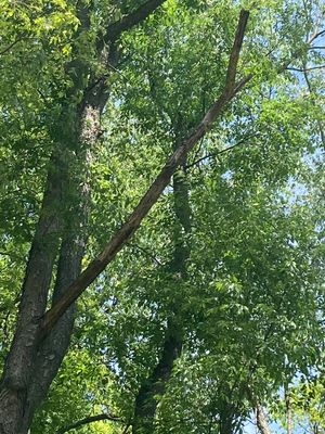 Tree Removal using Tree Removal