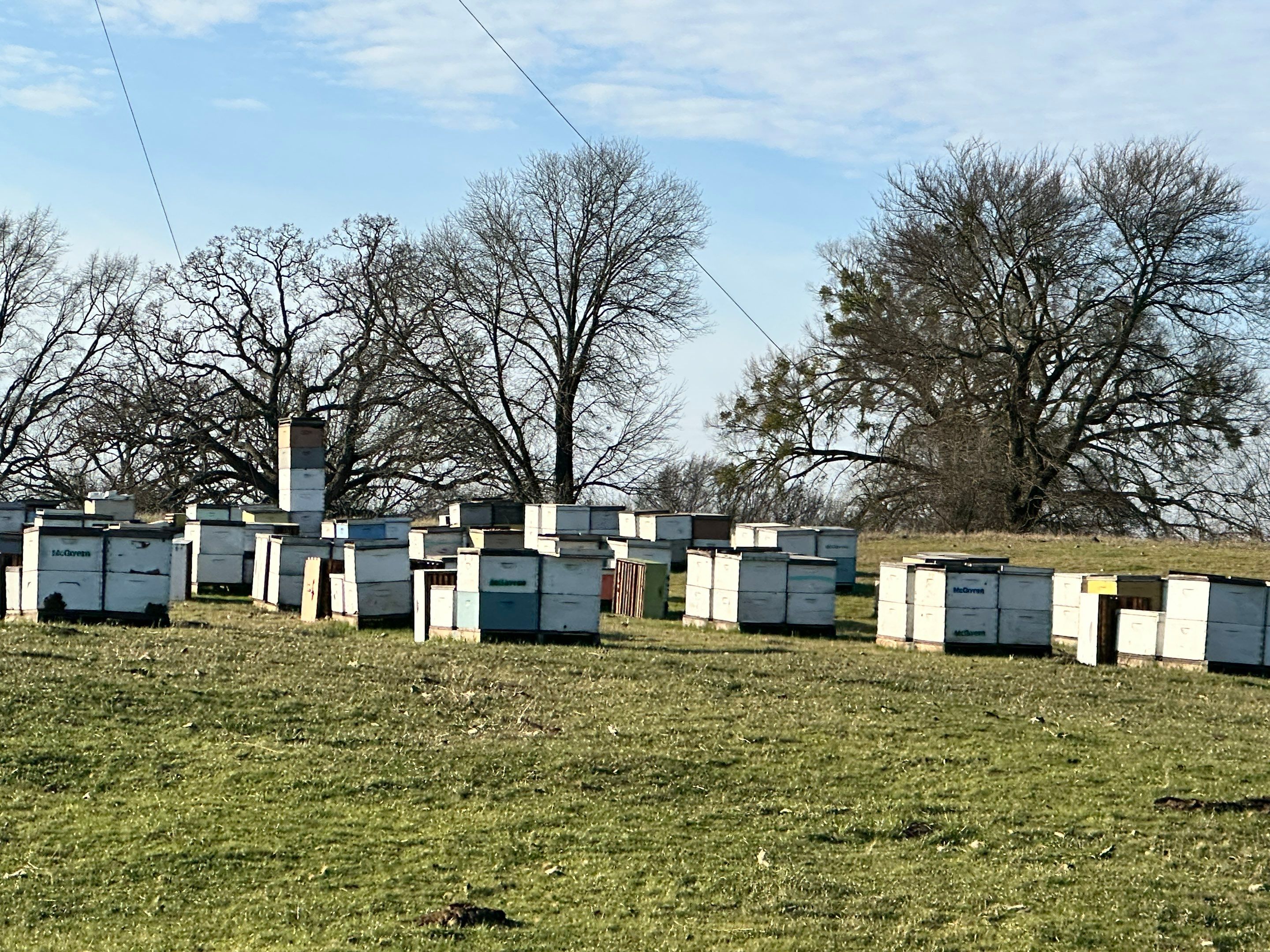 Clubb's Cow Farm Apiary by Rockwall Honey Bee Company