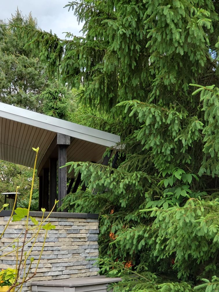 Tree Trimming using Tree Pruing by Mike Jones & Sons Tree Service LLC 