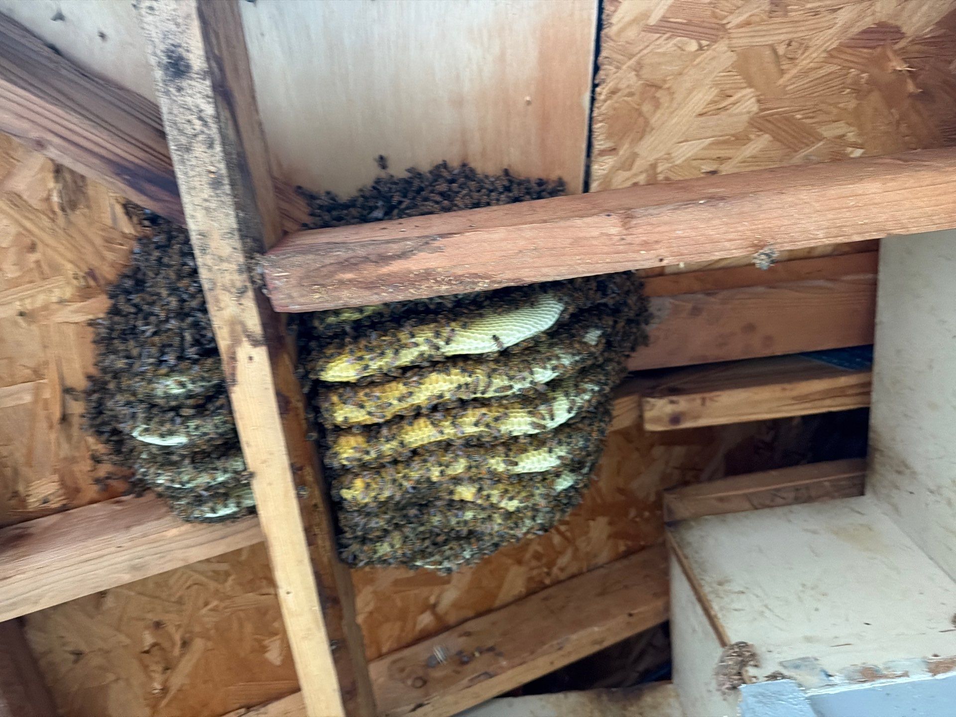 Nurse Bees by Rockwall Honey Bee Company