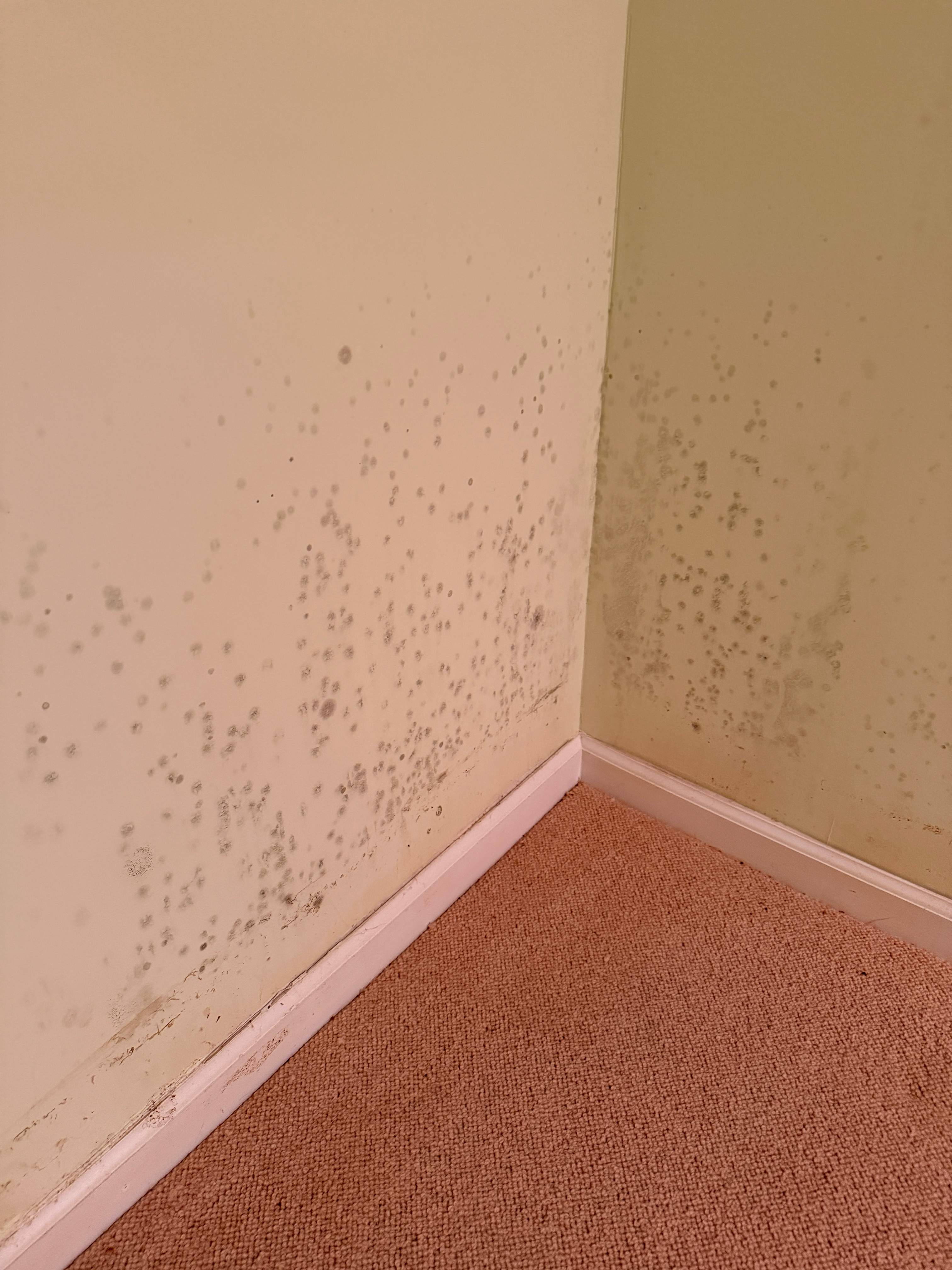 Water Damage / Mold Damage by Newhouse Restoration