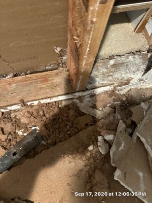 Mold Remediation — Marco Island, FL