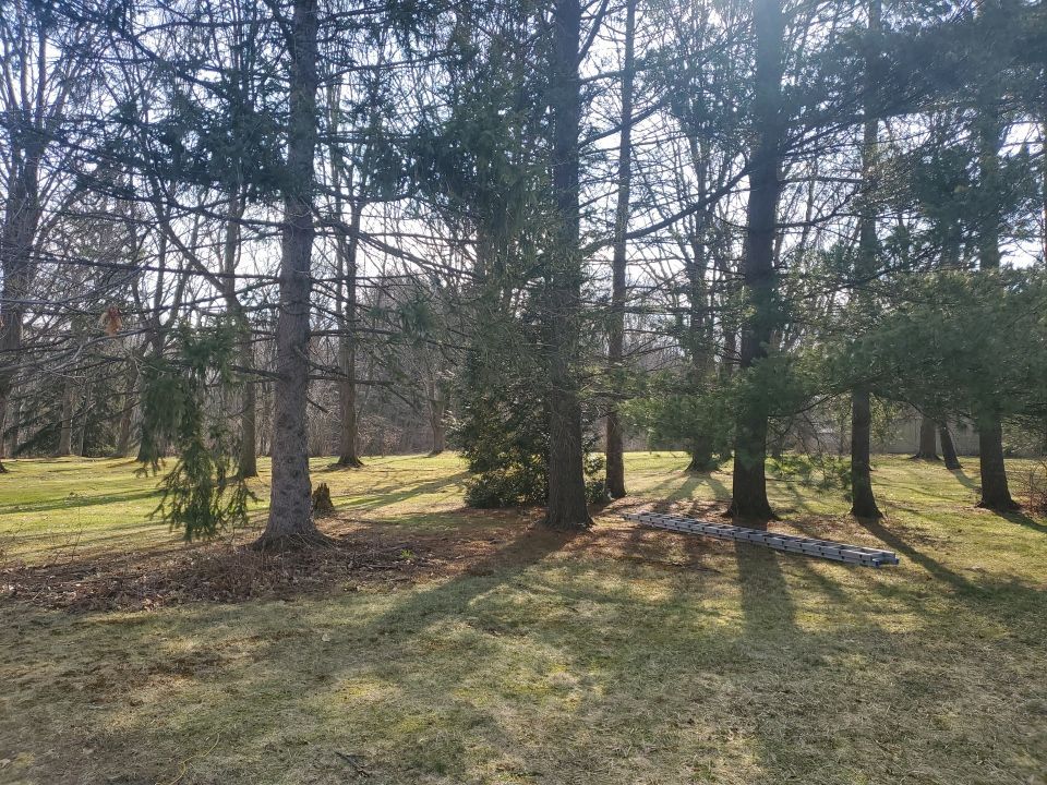 Tree Removal using Tree Removal by Mike Jones & Sons Tree Service LLC 