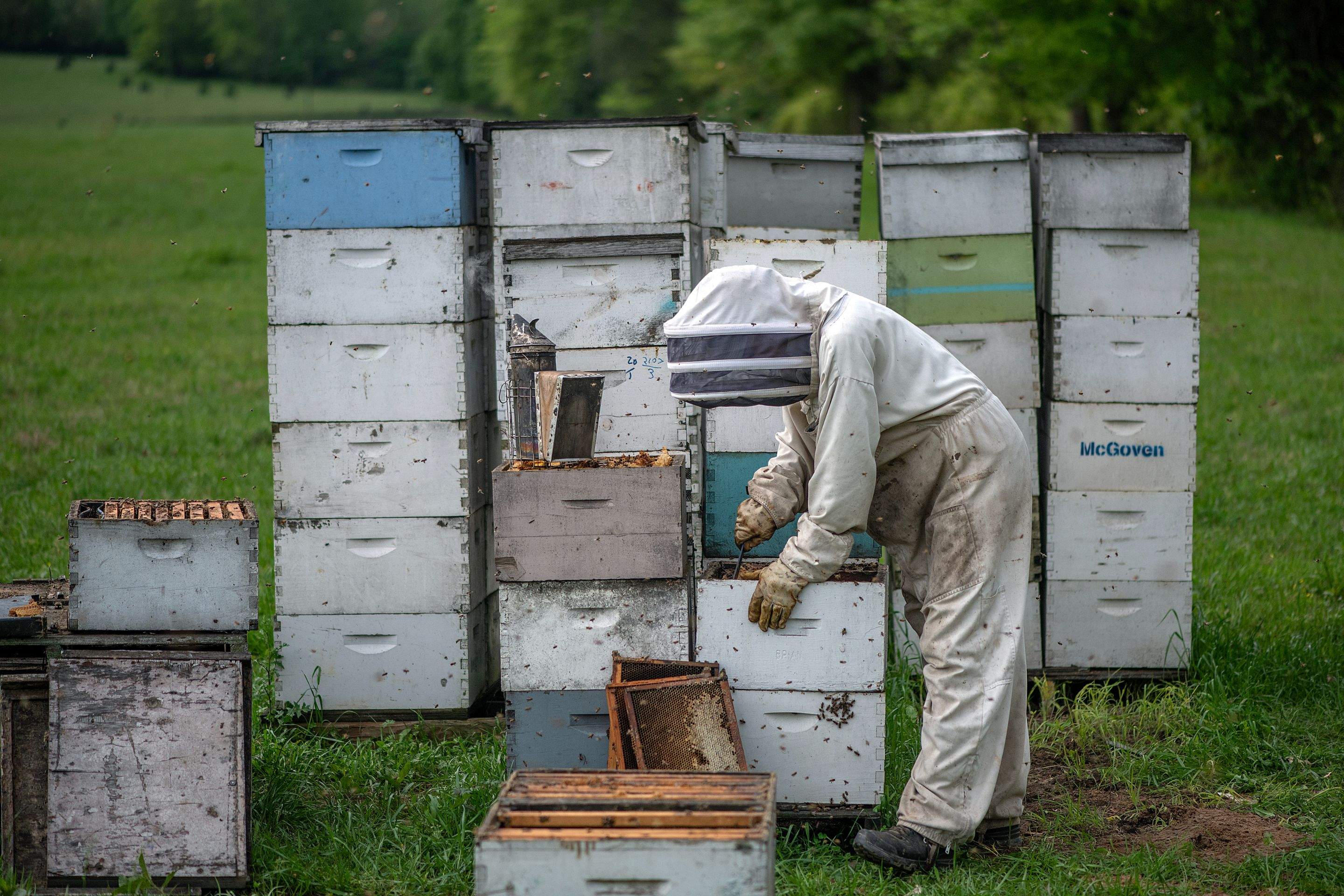 Splits in East Texas by Rockwall Honey Bee Company