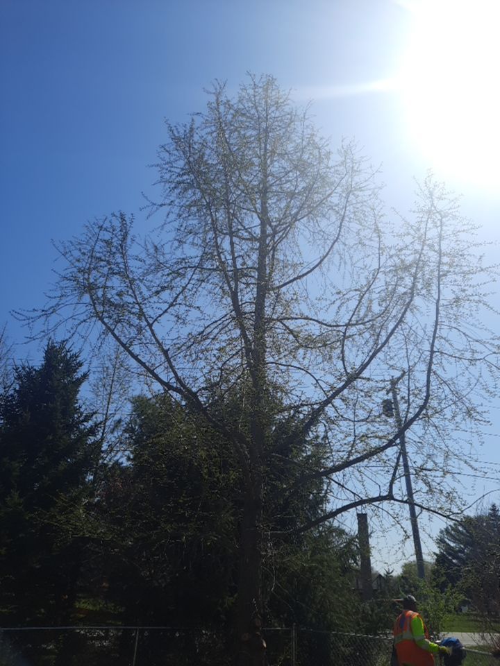 Tree Removal using Tree Removal by Mike Jones & Sons Tree Service LLC 