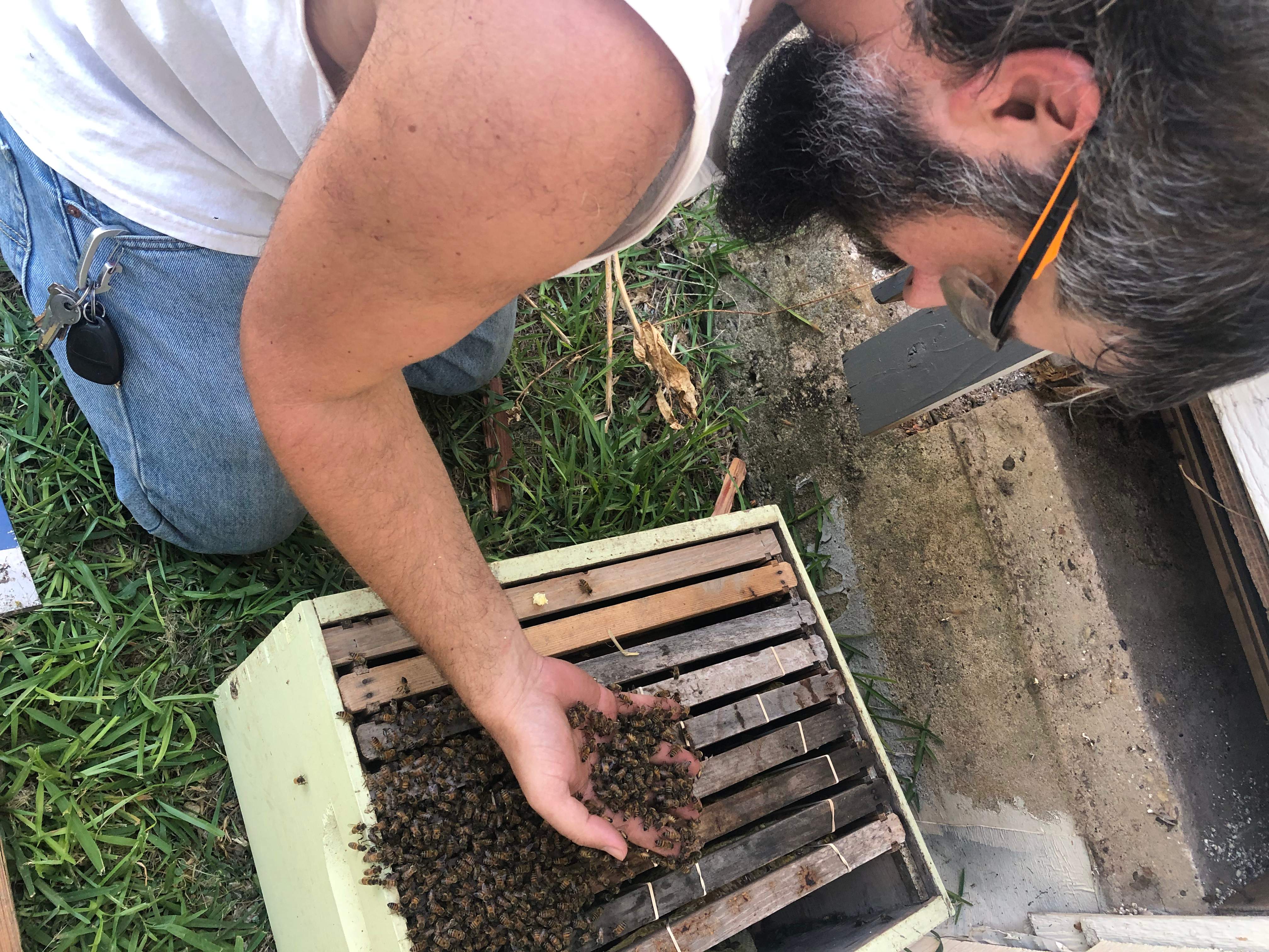 Bees Handled by Rockwall Honey Bee Company