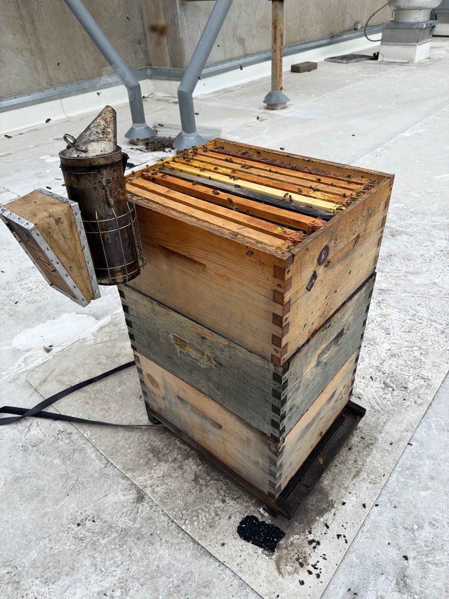Anchovies on your Apiary by Rockwall Honey Bee Company