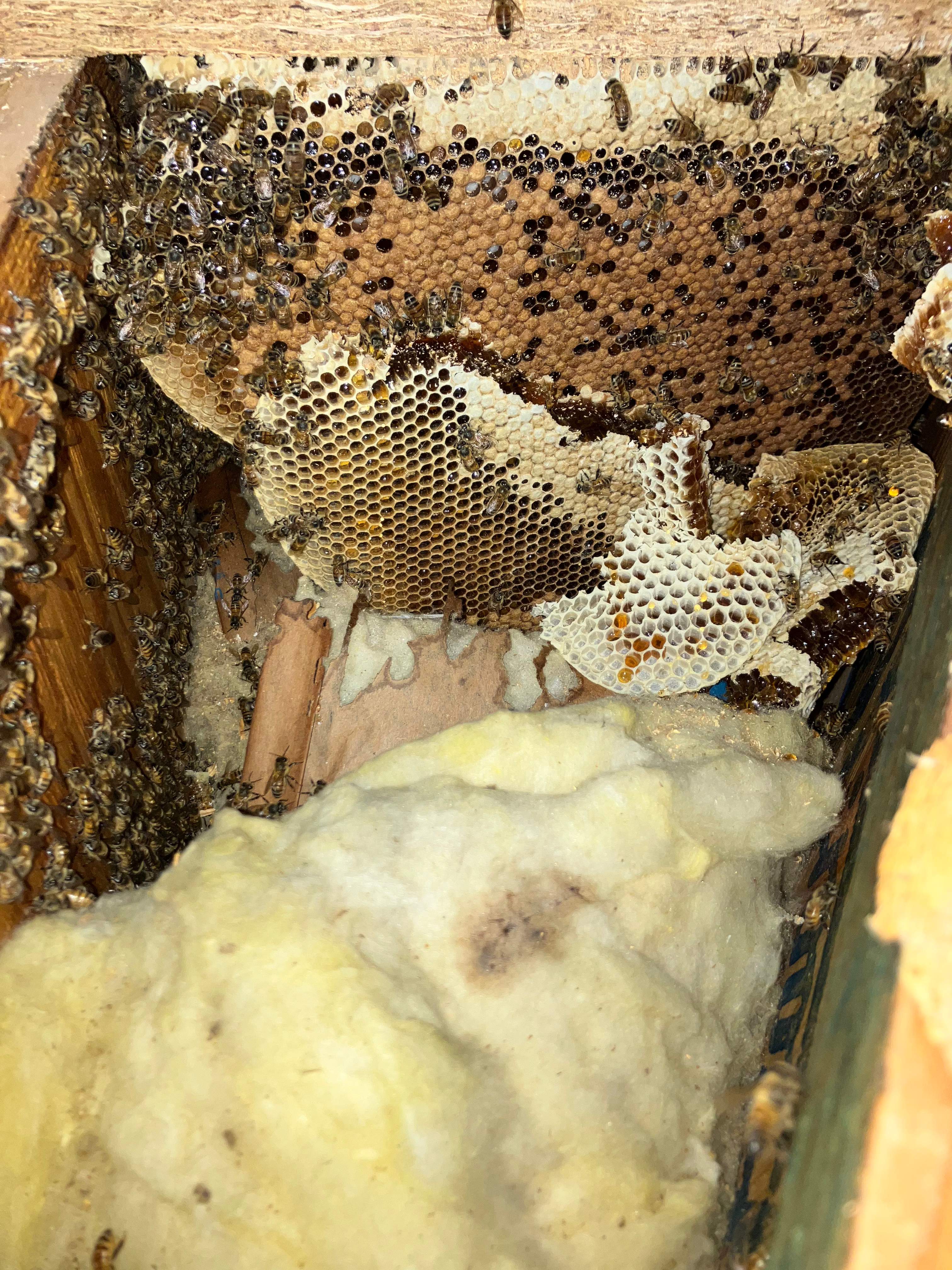 Beekeepers-to-be by Rockwall Honey Bee Company