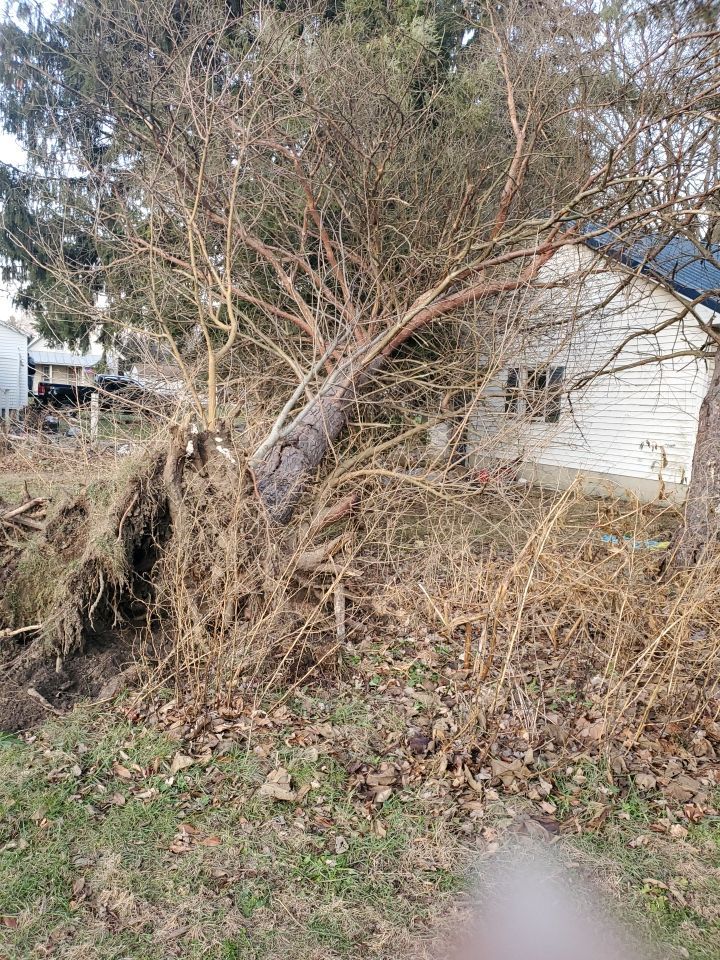 Storm Damaged Tree Removal  using Tree Removal by Mike Jones & Sons Tree Service LLC 