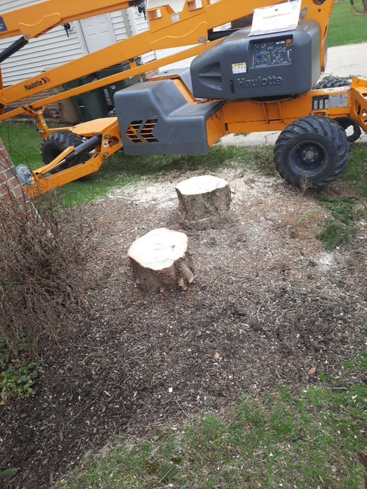 Tree Removal using Tree Removal by Mike Jones & Sons Tree Service LLC 