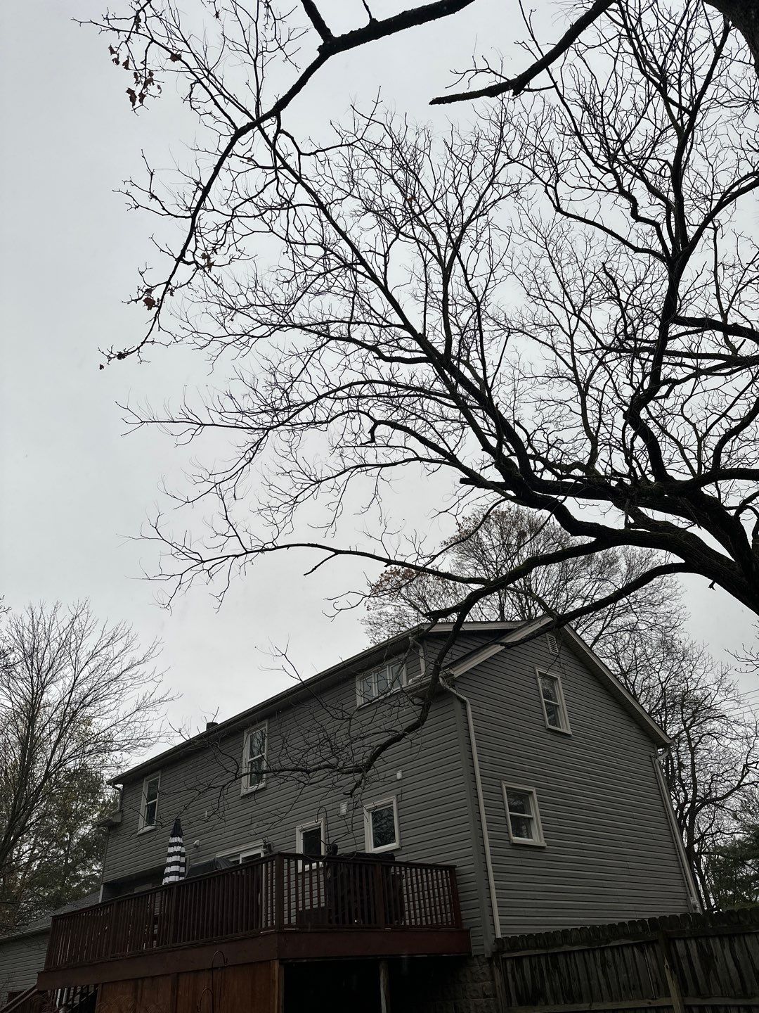 Tree Trimming using Tree Pruing by Mike Jones & Sons Tree Service LLC 