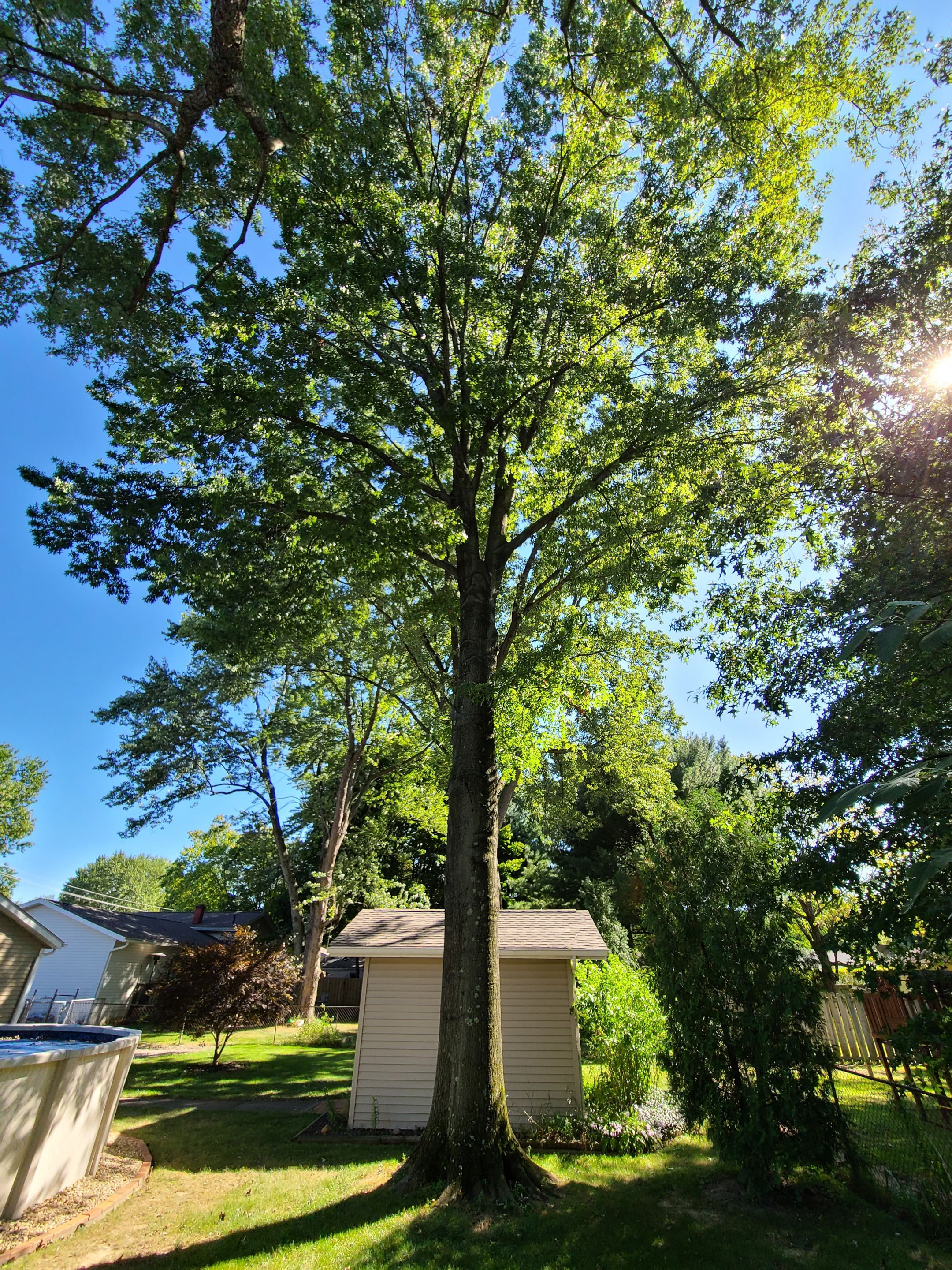Oak Tree Removal by Mike Jones & Sons Tree Service LLC 