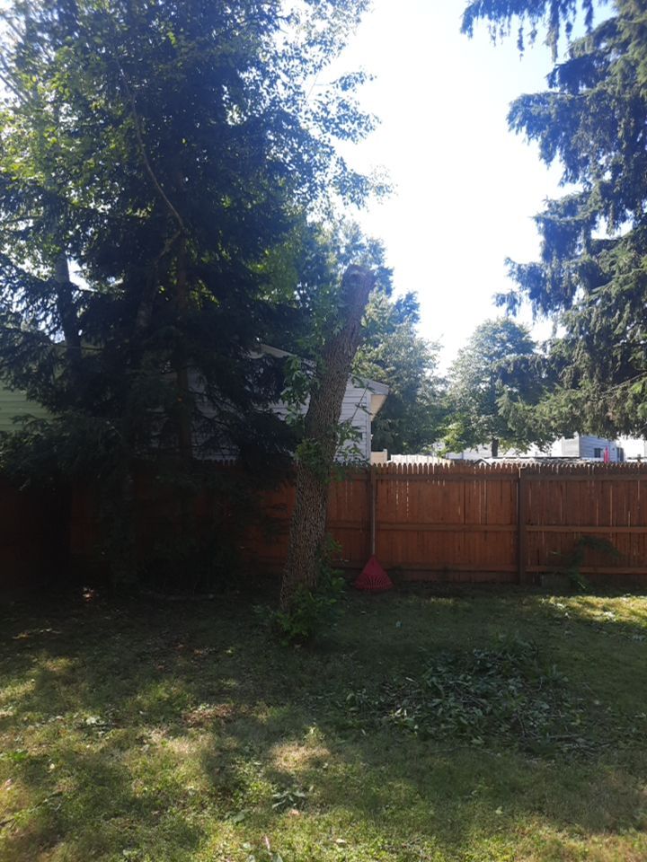 Tree Removal using Tree Removal by Mike Jones & Sons Tree Service LLC 
