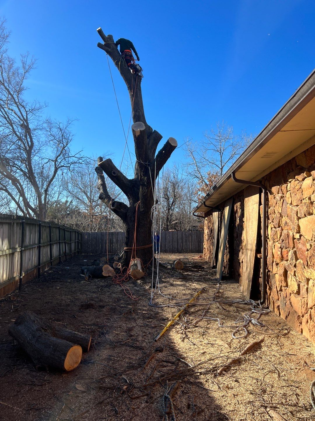 Large Oak Removal by Clays Services Inc