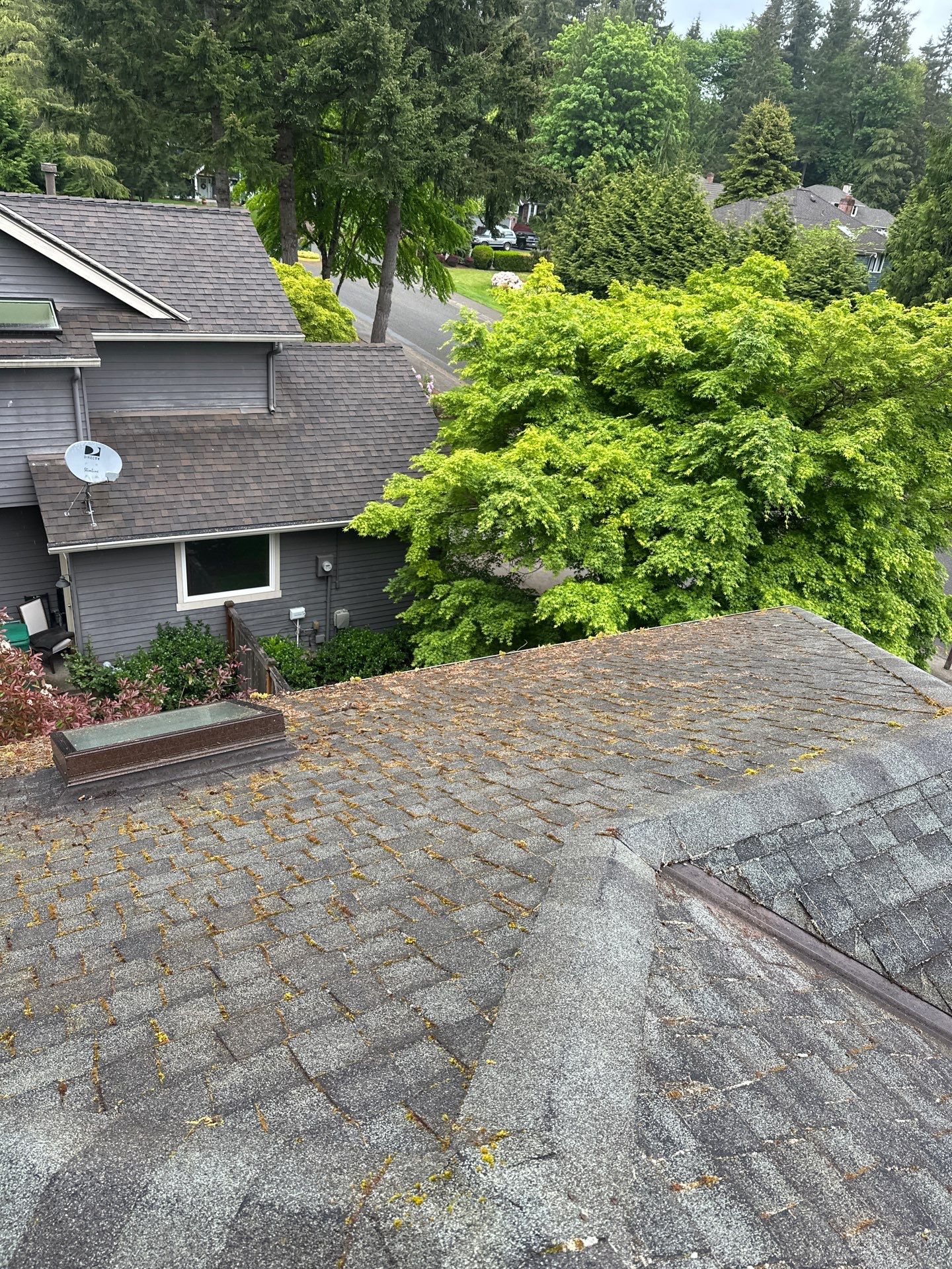 Softwashed in many Years back, and organic regrowth significant by DawnSky LLC