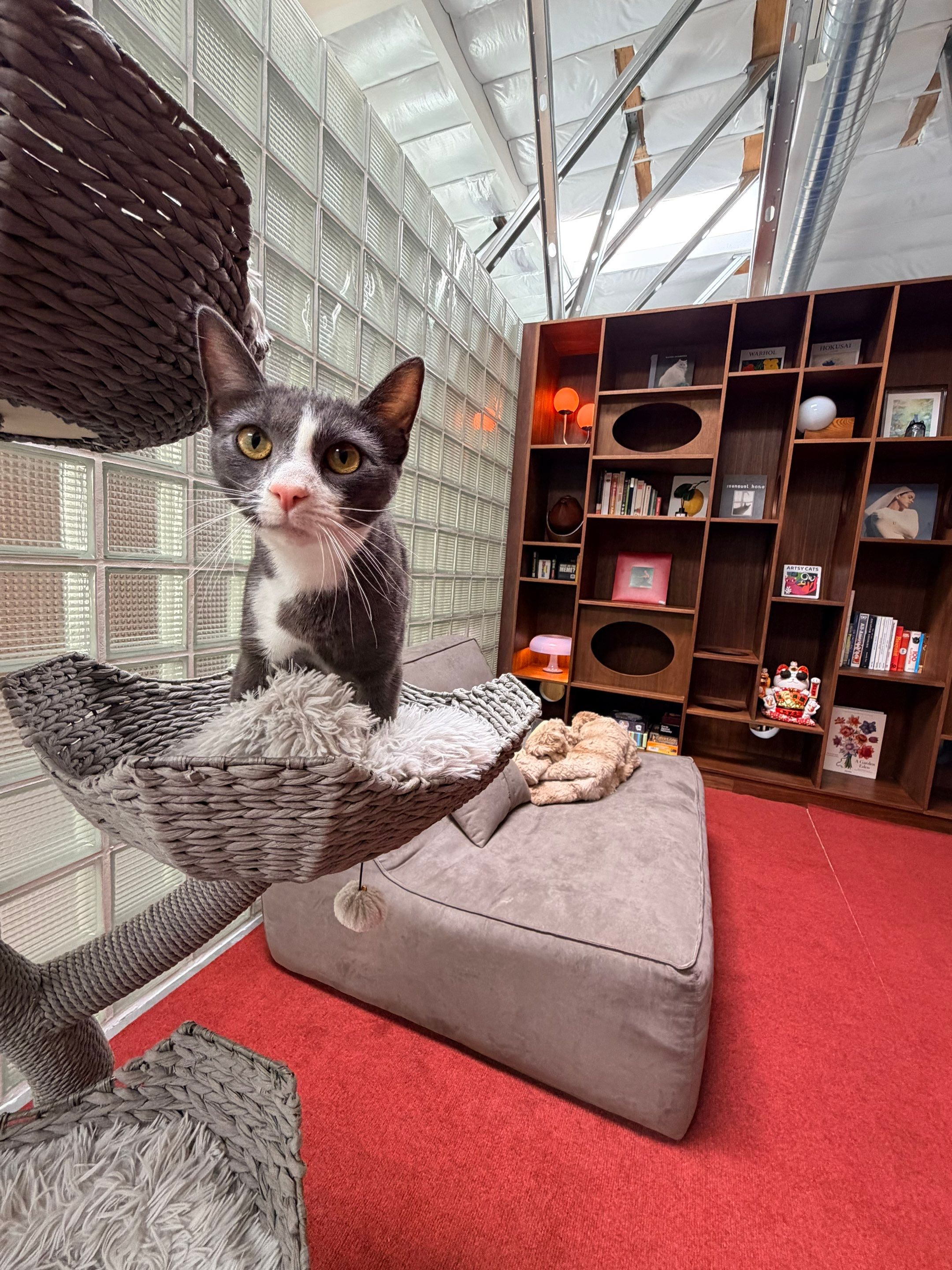 Project in Los Angeles, CA by Allsbrook, Builders & Design Inc.