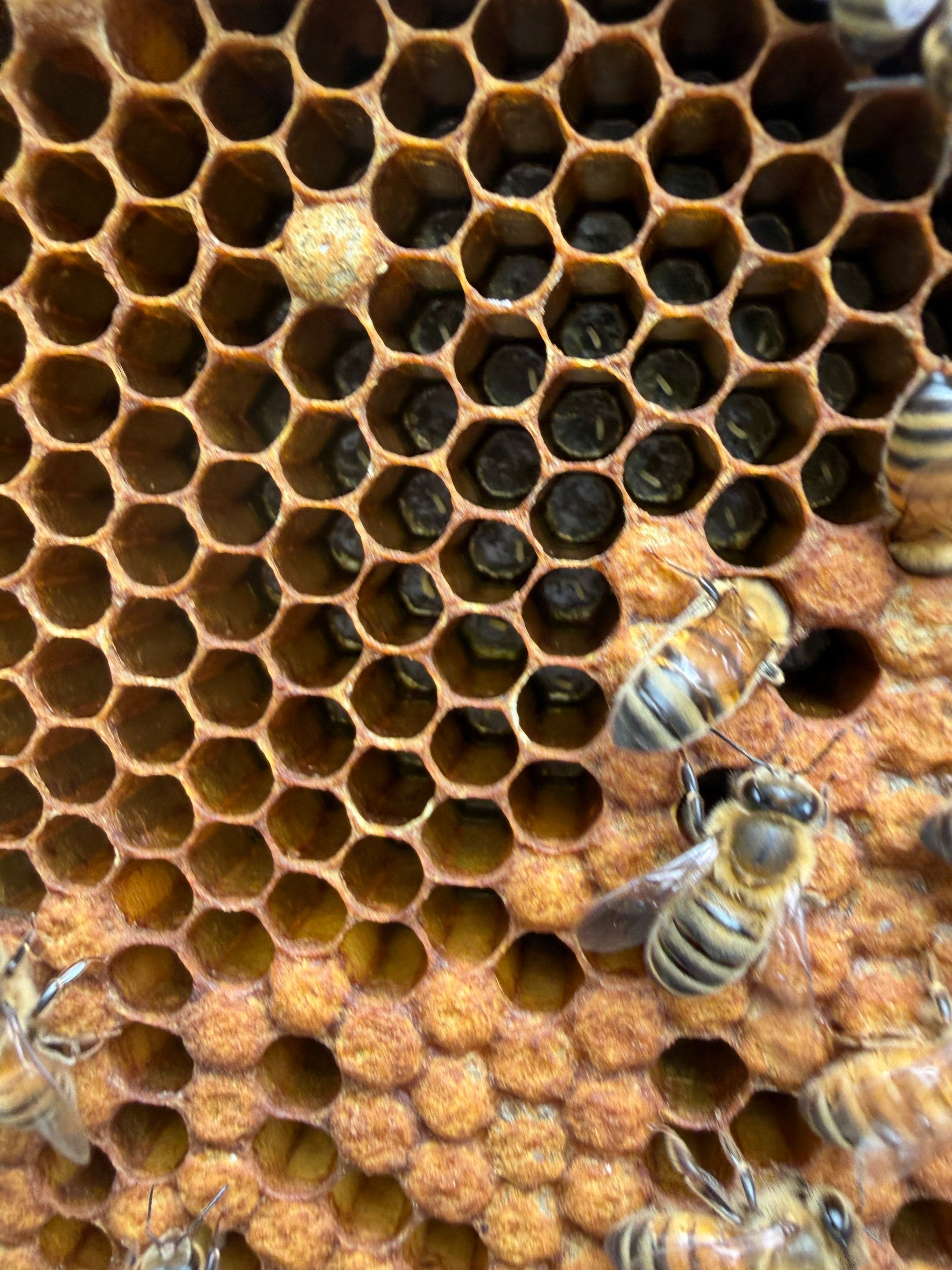 Rustic Grace Apiary in Van Alstyne, TX by Rockwall Honey Bee Company