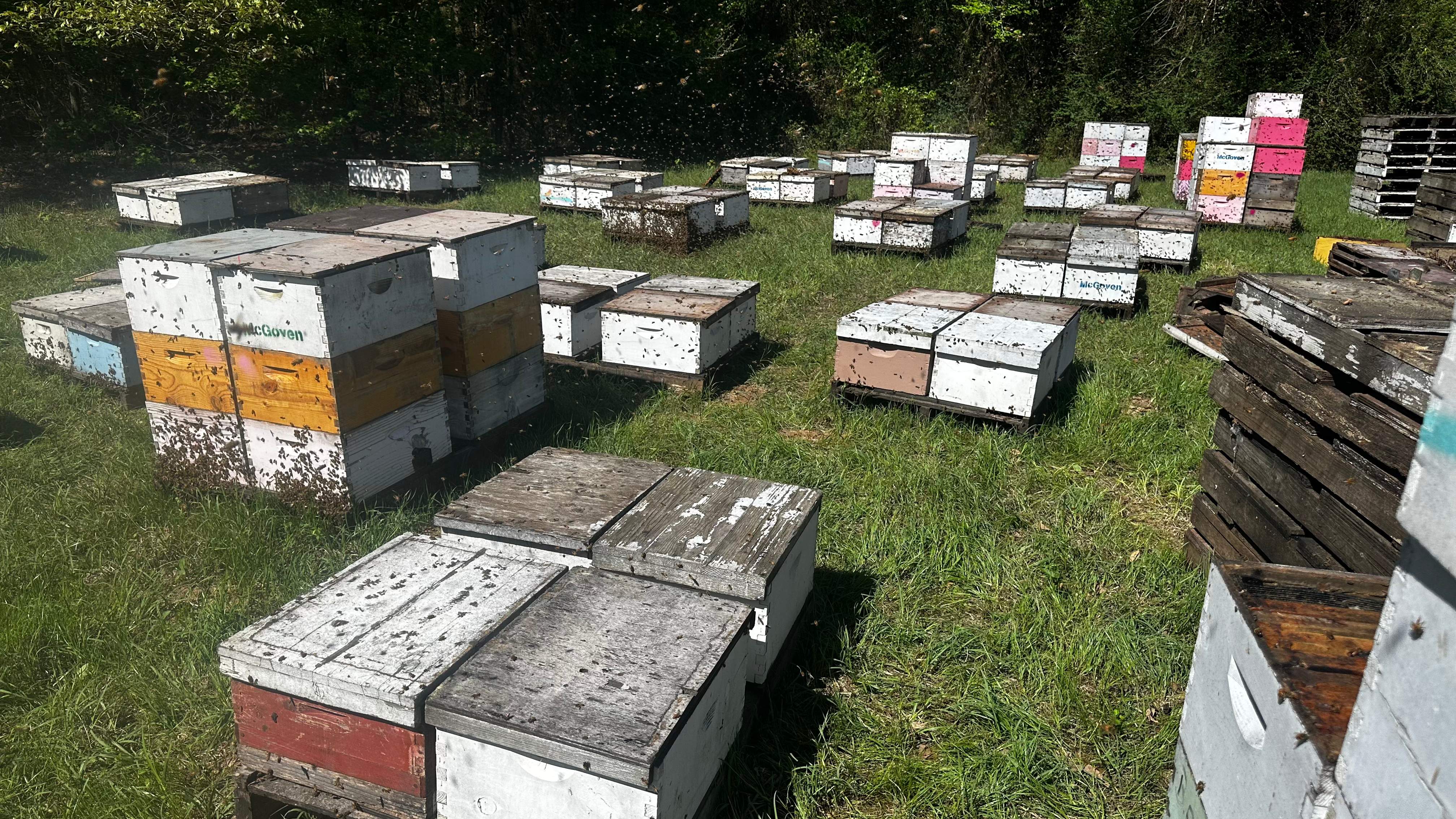 Traylor's Hay Meadow Apiary by Rockwall Honey Bee Company