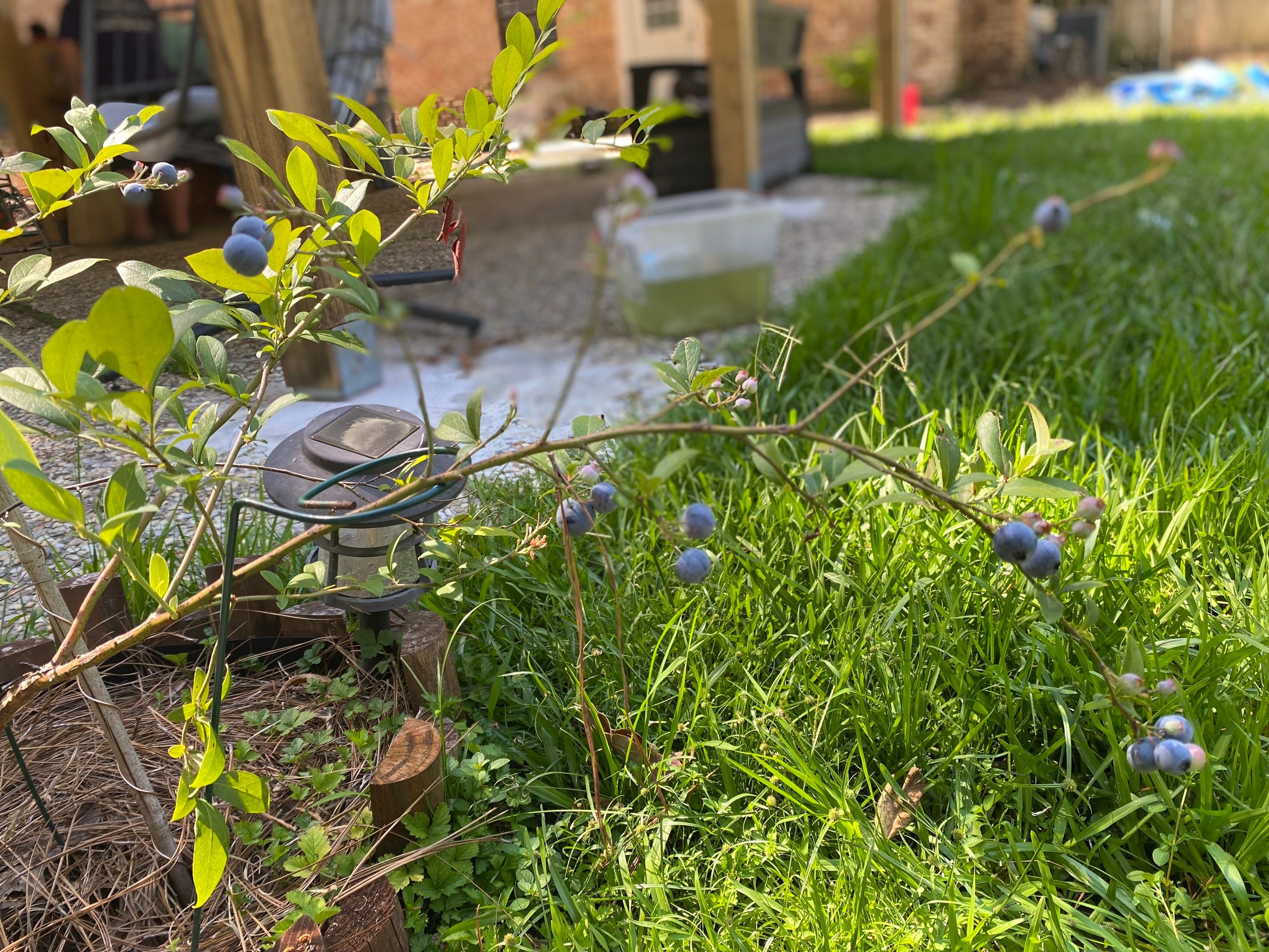 Weekly Landscaping  by College Bros Outdoor services